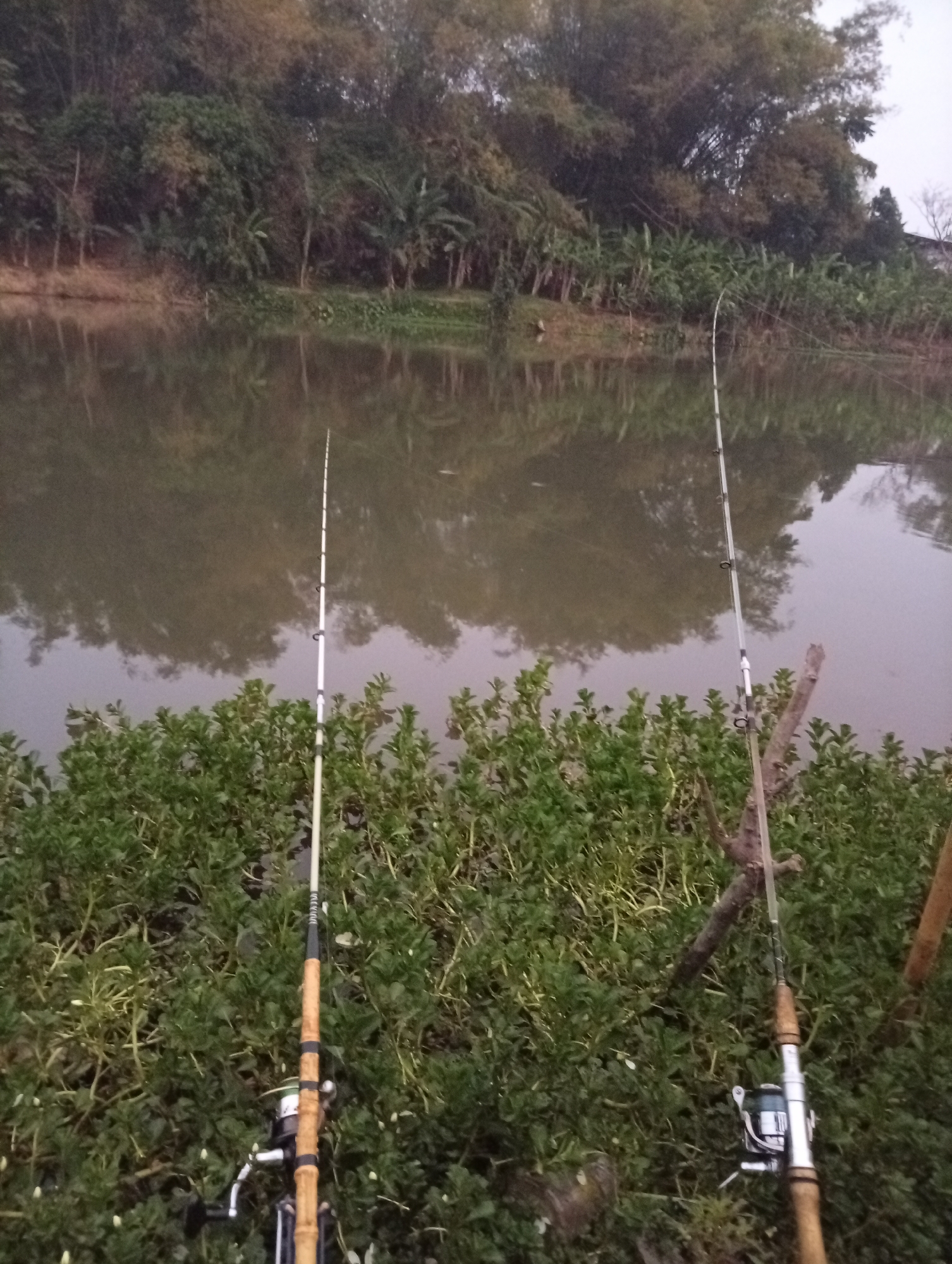 Two fishing rods are set up on the bank of a murky river. The rods are made of light-colored material with black accents and silver fishing reels. They are positioned amidst dense green foliage that grows along the riverbank. In the background, a line of trees with dark green leaves and bamboo stalks borders the river. The water reflects the trees and the overcast sky, creating a muted, diffused light. The scene appears to be a natural outdoor setting, possibly in a rural area or on the outskirts of a city. It is not possible to determine the specific location within Kediri City, Indonesia from the image alone.