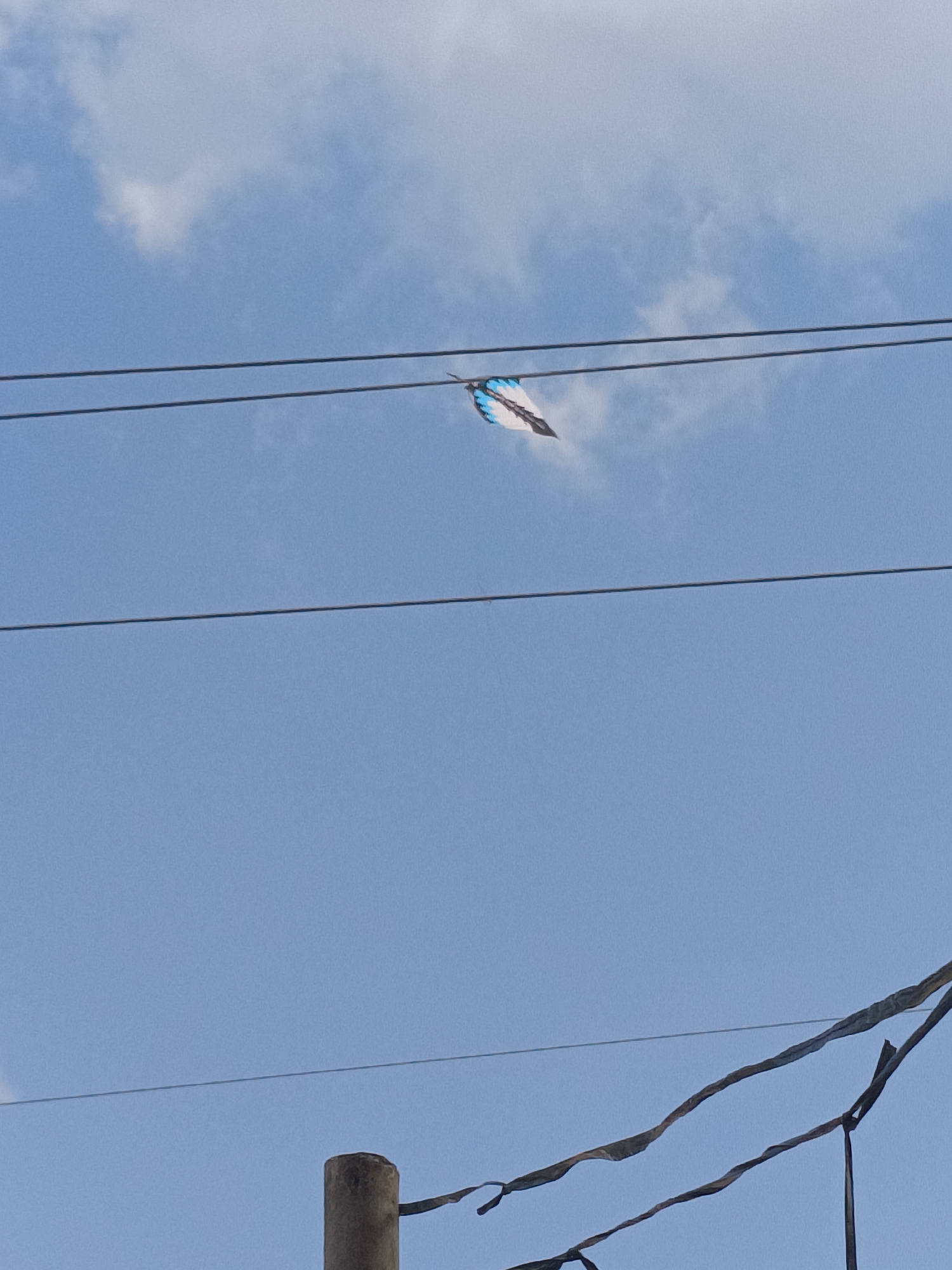 In Kadununggal, Indonesia, a kite with a blue and white design is seen suspended in a bright blue sky with scattered white clouds. The kite is caught on two parallel electrical wires. In the foreground, a concrete utility pole is visible, along with additional wires that appear to be decorative streamers or old electrical lines, some of which are frayed and torn. The scene suggests a windy day with an unfortunate kite mishap.