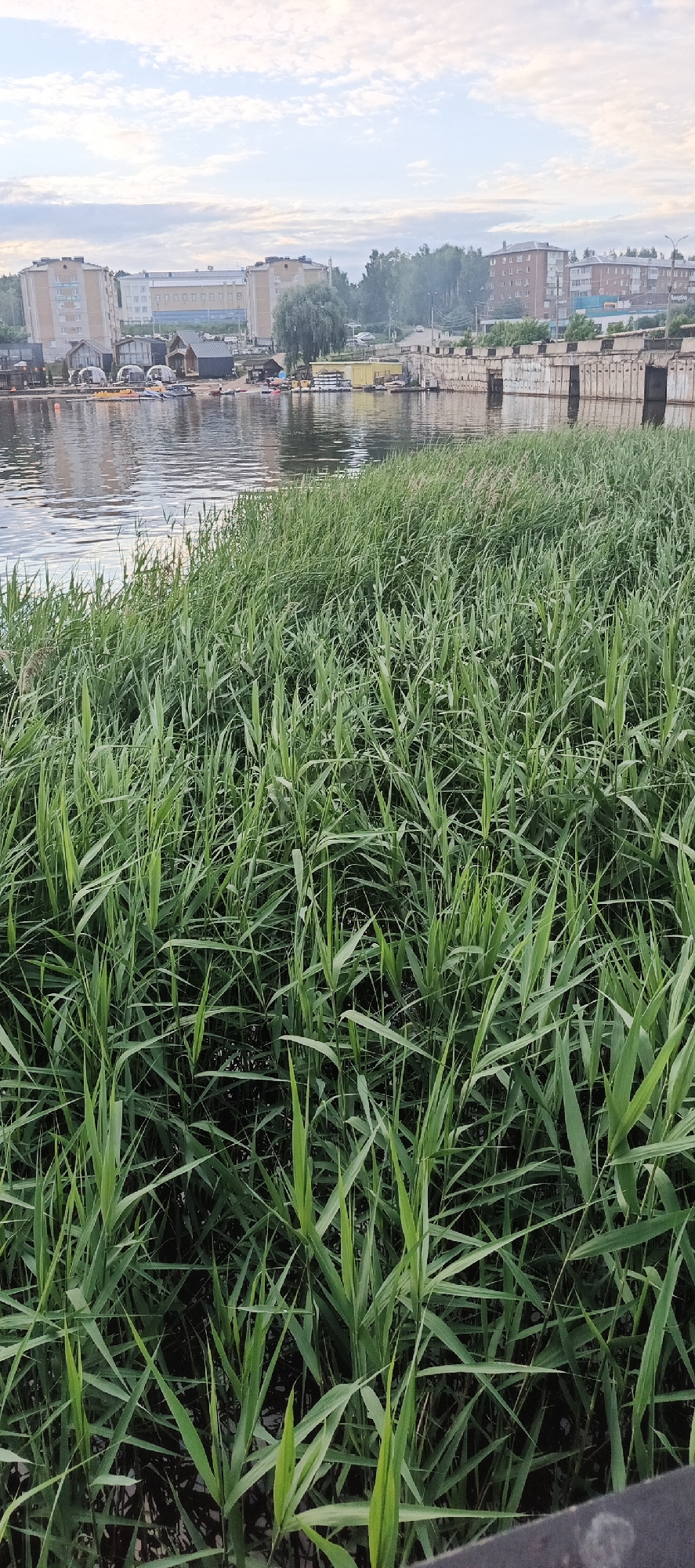 The image depicts a waterfront scene in Votkinsk, Russia. In the foreground, a dense growth of green reeds lines the bank of a body of water, possibly the Kama River. Beyond the reeds, the water reflects the sky and surrounding structures. On the opposite bank, several multi-story buildings, including apartment complexes and what appear to be industrial or commercial structures, are visible. Some smaller buildings and sheds are also present along the waterfront. Boats and various watercraft are docked or moored in the water. Trees and vegetation are interspersed between the buildings and along the distant shoreline. The sky is overcast with clouds. The scene suggests a developed urban area adjacent to a natural waterway.