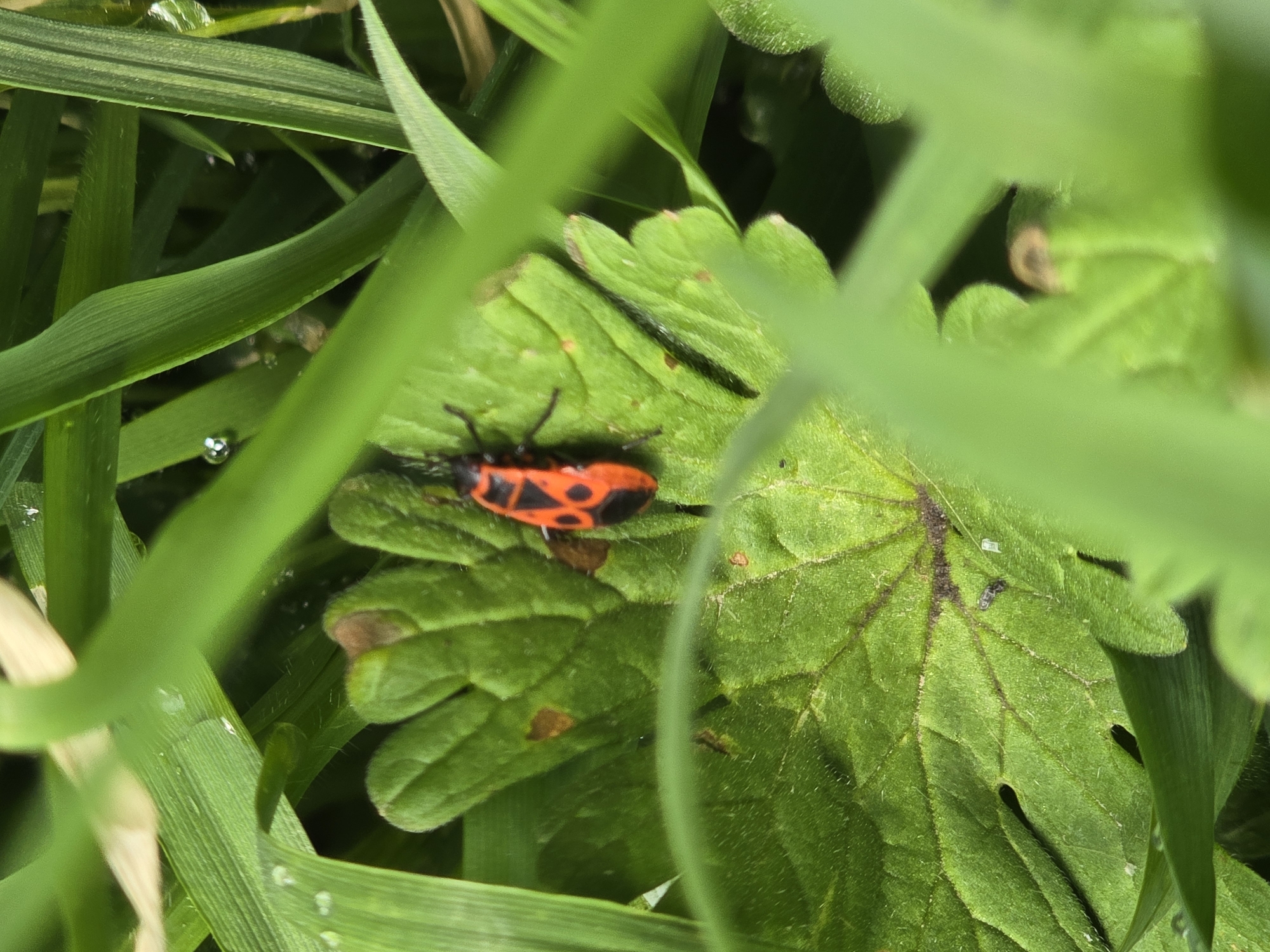 A red and black beetle rests on a green leaf. The leaf is surrounded by green grass blades. Location: Unknown, Unknown.