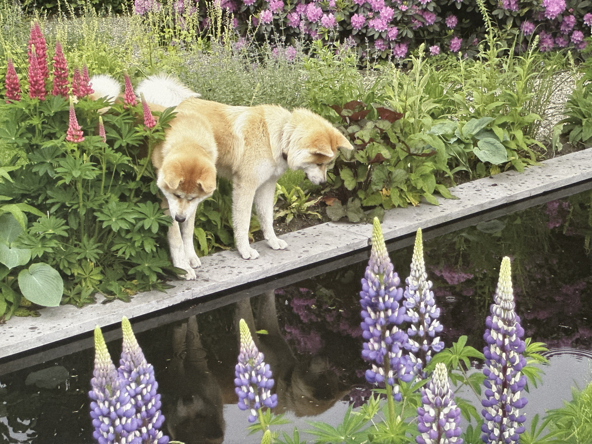 In the city of Ossenzijl, Netherlands, two tan and white dogs are standing near a pond. The dogs are near some pink lupine flowers. In the background, there are more flowers and plants. The pond has purple lupine flowers growing in it.