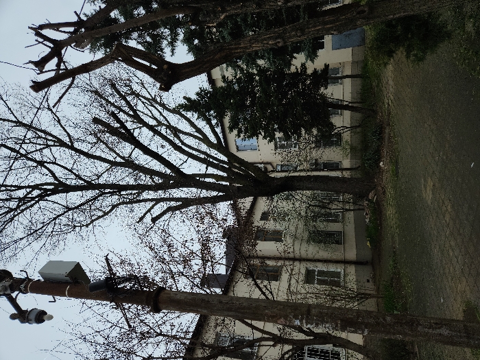 The image depicts an outdoor urban environment, likely a courtyard or undeveloped lot, under an overcast sky. In the foreground, on the left, a weathered utility pole stands, equipped with a street light fixture at its top, a white rectangular enclosure mounted below, and a smaller dark cylindrical device with attached wiring further down. To the right, two heavily pollarded, leafless trees with thick, truncated branches are prominently visible. The midground features several other bare deciduous trees, including a tall central tree and a dark green coniferous tree to its right. In the background, a light-colored, multi-story building with multiple rectangular windows, some appearing dark, spans the width of the frame. A dark rectangular panel or door is visible on the building's right facade. The ground consists of dark, possibly damp, paving stones in the immediate foreground, transitioning to patches of bare earth, sparse green vegetation, and scattered organic debris closer to the building. No individuals or vehicles are present. No specific actions or interactions are depicted. The exact location within Krasnodar, Russia, is not discernible from the visual information provided.