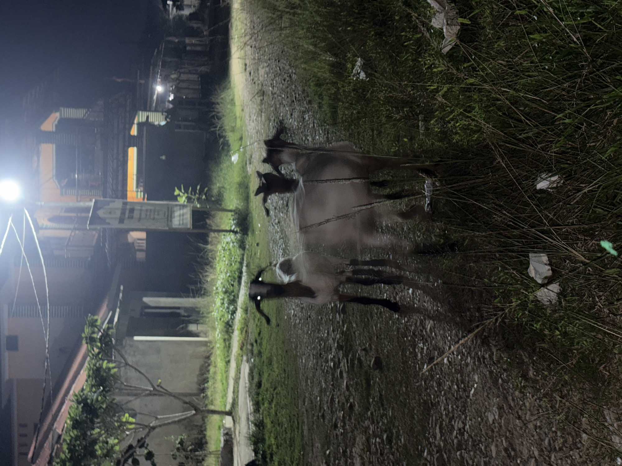 The image depicts a nighttime scene on a dirt road in Tupah, Indonesia. Three goats are visible in the foreground, with two in sharp focus and one slightly blurred, suggesting movement or low light conditions. The goats appear to be standing and facing different directions. The environment includes a grassy area to the right and a dirt path to the left, with some scattered rocks. In the background, there are buildings with illuminated windows and a streetlight, indicating a residential or semi-urban area. The overall lighting is dim, characteristic of a nocturnal setting.