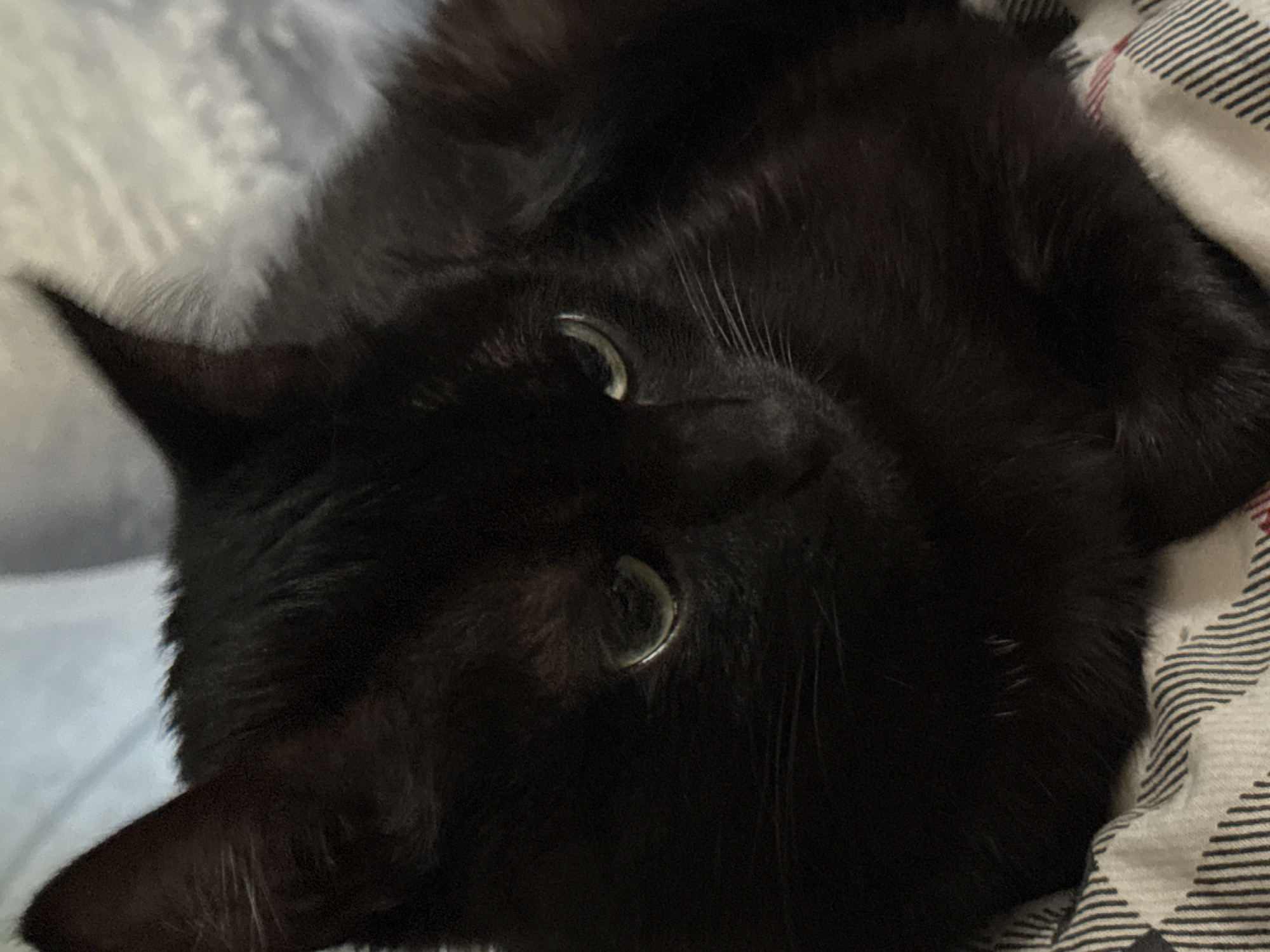 An indoor scene, described within the context of the city of Chaikovsky, Russia, features a domestic cat with entirely black fur. The animal is positioned in a relaxed, prone posture, with its head slightly lowered and angled towards the viewer's lower right. Its eyes, partially open, exhibit a light greenish-yellow iris and prominent reflections, indicating a direct light source. The left eye (viewer's right) is more visibly open than the right. Several distinct white whiskers extend from the left side of its muzzle. Both ears are upright and pointed, consistent with a typical feline appearance. The cat's fur appears dense and soft, with some faint lighter hairs discernible around its neck and chest area, possibly due to lighting conditions or slight variations in coat color. The cat rests upon a textile surface, likely a blanket or bedding, patterned with thin, dark stripes against a light, possibly white or light grey, background. The pattern includes both parallel lines and intersecting stripes, suggesting a plaid or tartan design. The background beyond the cat is uniformly blurred and lighter in tone, suggesting an out-of-focus wall or soft furnishing, providing minimal contextual detail beyond an indoor setting. The scene is lit by an internal light source, casting subtle highlights on the fur and strong reflections in the eyes, while leaving other areas of the cat's dark fur in deeper shadow.