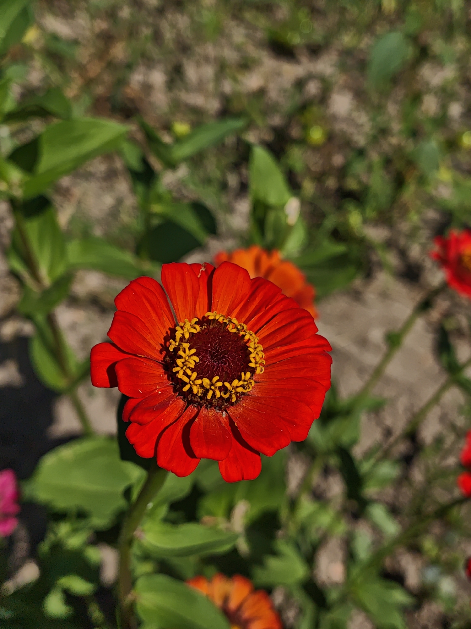 A close-up, vertical, outdoor, low-angle shot focuses on a bright red zinnia flower in the foreground. The flower's petals are a vibrant red, tapering to a point, and are arranged in layers around a dark brown center. Surrounding the center are numerous small, yellow stamens. The flower is on a green stem. Behind the central flower, out of focus, are other zinnias, one with orange petals and another red one to the far right. Green leaves are visible throughout the background, interspersed with patches of brown soil and some blurred vegetation. The lighting suggests a sunny day. The image was taken in Parkhomivka, Ukraine.