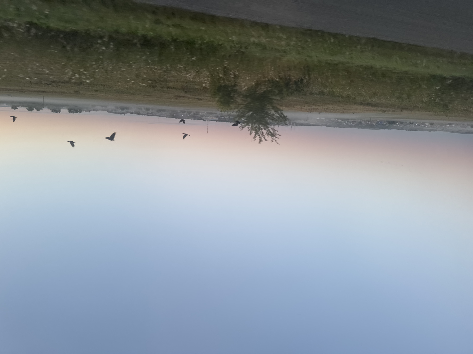 An outdoor, horizontal, medium shot captures a rural landscape at dawn, likely near Ostrolenskii, Russia. The sky is a gradient of pale blue at the top, transitioning to soft pink and peach hues near the horizon, indicating either sunrise or sunset. A thin layer of mist hovers over a distant village, which is dotted with small houses and appears to be nestled in a valley.
In the foreground, a field of tall grass and wildflowers stretches across the scene, with a portion of a dark asphalt road visible along the bottom edge. A solitary, bushy tree stands in the middle ground, its branches reaching upwards. Several birds, silhouetted against the pastel sky, are in flight, scattered across the upper half of the frame. Their dark forms create a striking contrast against the soft colors of the sky and the lighter tones of the distant landscape. The overall impression is one of tranquility and the quiet beauty of a rural morning.