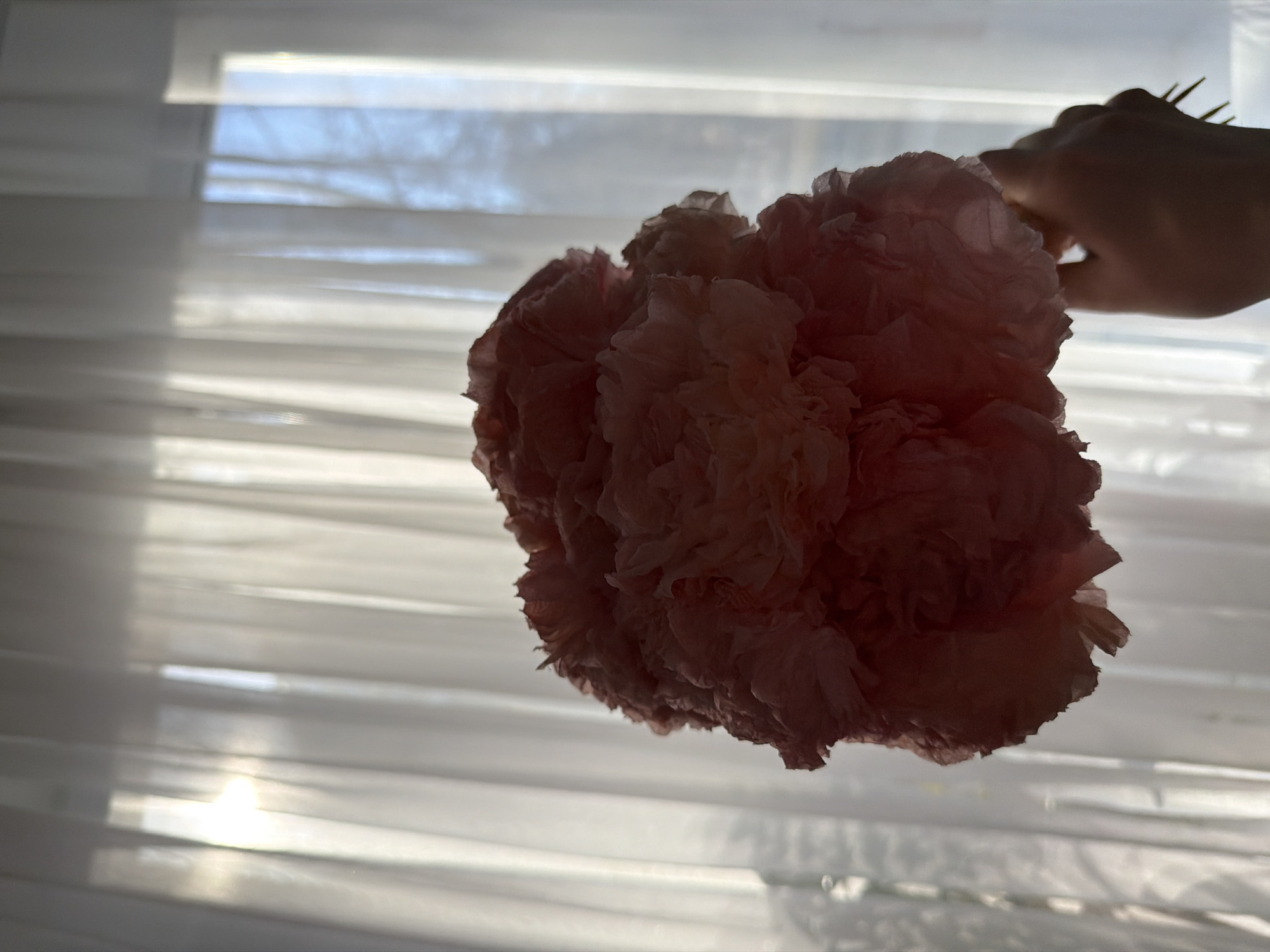 A high-angle, backlit photograph captures a delicate, ruffled pink object held by a silhouetted hand against a bright window. The object, appearing to be a decorative pom-pom or paper flower made of crinkled tissue, occupies the center-left of the frame, showcasing its soft, layered texture. A human hand, visible on the right, grasps the object, with finger-like or comb-like protrusions extending upwards, also in silhouette.
The background consists of a window covered by horizontal blinds or sheer curtains, through which bright daylight streams. This backlighting creates strong contrasts, casting shadows and highlighting the outlines of the subjects. Streaks of sunlight are visible across the muted, light-colored background, hinting at an outdoor scene beyond, possibly with a blue sky. The overall scene suggests an indoor setting during daytime. No discernible text is visible in the image. The aesthetic evokes a sense of craft or gentle observation.