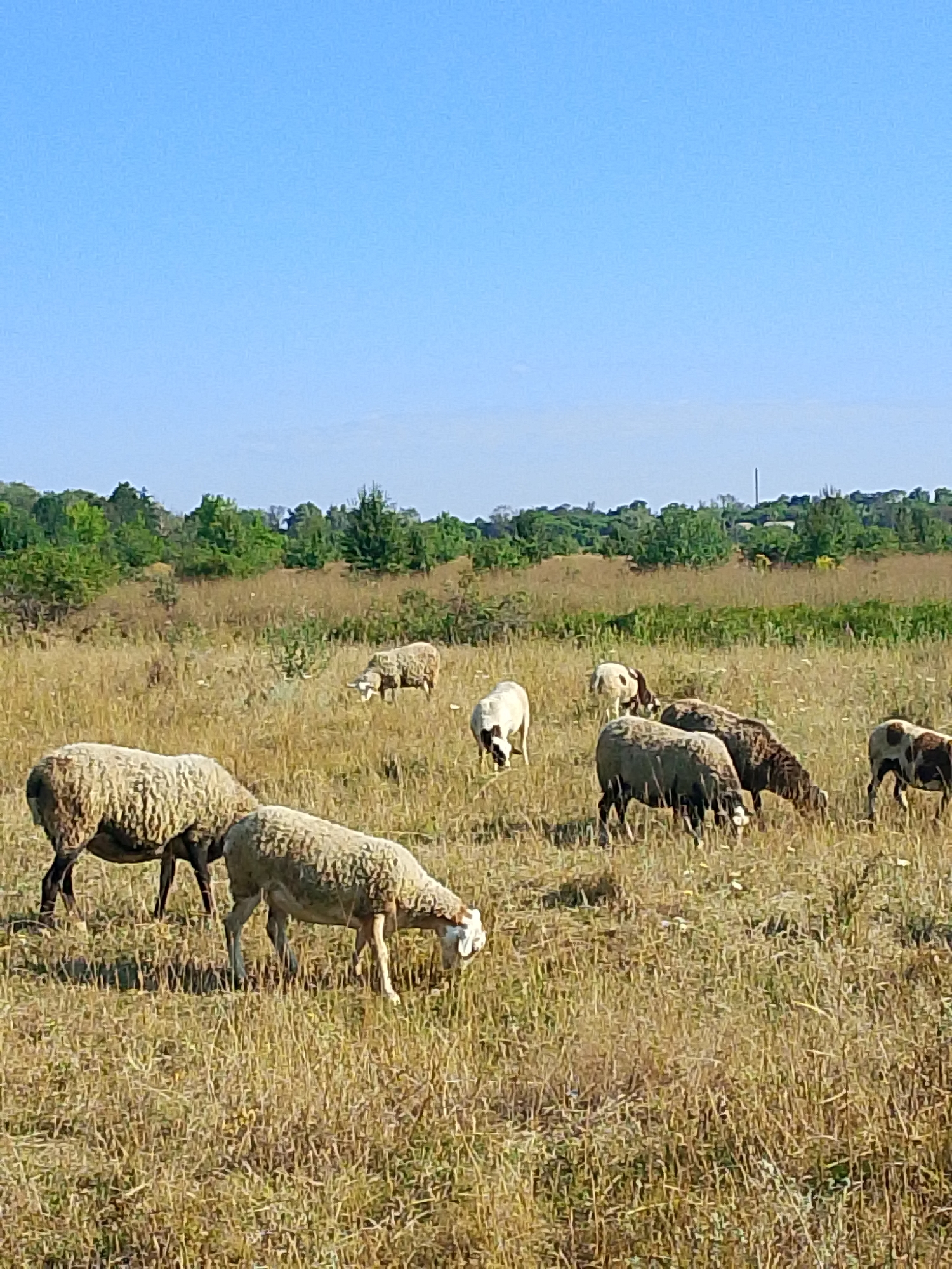A flock of sheep grazes in a dry, grassy field under a clear blue sky. The sheep are of various colors, including white, brown, and black, and some have spotted markings. They are scattered throughout the field, with some in the foreground and others further in the distance. The field is covered in tall, dry grass, with scattered green vegetation and a line of trees in the background. The overall scene depicts a rural landscape on a sunny day.