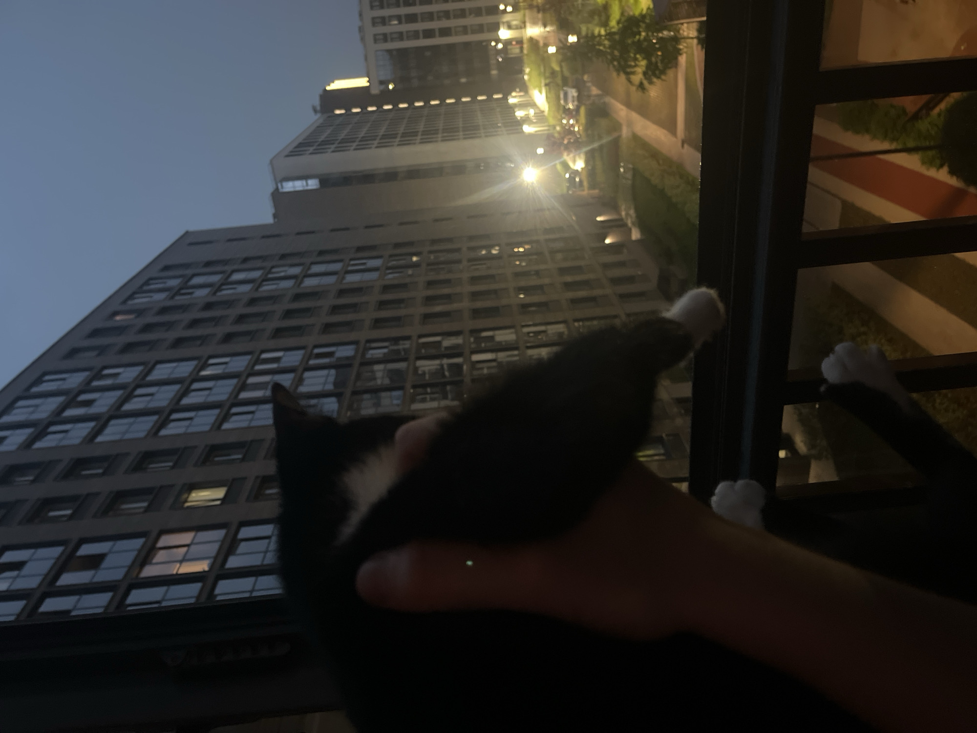 The image presents a low-angle perspective dominated by a tall building with a grid of windows, most likely an office building. Other high-rise structures are seen in the background. The scene appears to be taken at dusk or night, as indicated by the dim light and illuminated windows. Foreground elements include a dark object, possibly a person or animal, obstructing a clear view, and a blurred portion of a railing. While the exact location cannot be confirmed with certainty without additional landmarks, the architecture resembles modern buildings found in Saint Petersburg, Russia. The presence of urban greenery, visible along the top right, further supports this assessment. The image captures a moment in an urban setting with obscured foreground elements.