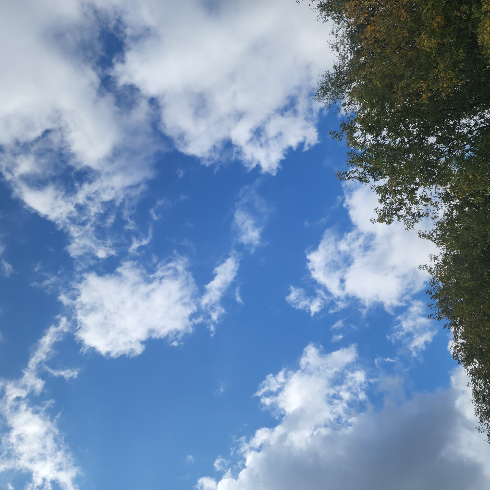 This image shows a view of the sky with clouds, seen from below. The sky is a vibrant blue, with scattered white cumulus clouds of varying sizes. Some clouds appear fluffy and bright, while others are more wispy. The lower portion of the image is filled with the tops of trees, whose leaves are mostly green, with some hints of yellow and brown, suggesting it may be autumn. The trees create a dark silhouette against the brighter sky. The image does not contain any people, actions, or interactions. There is no discernible information in the image to indicate its location in Moscow, Russia.