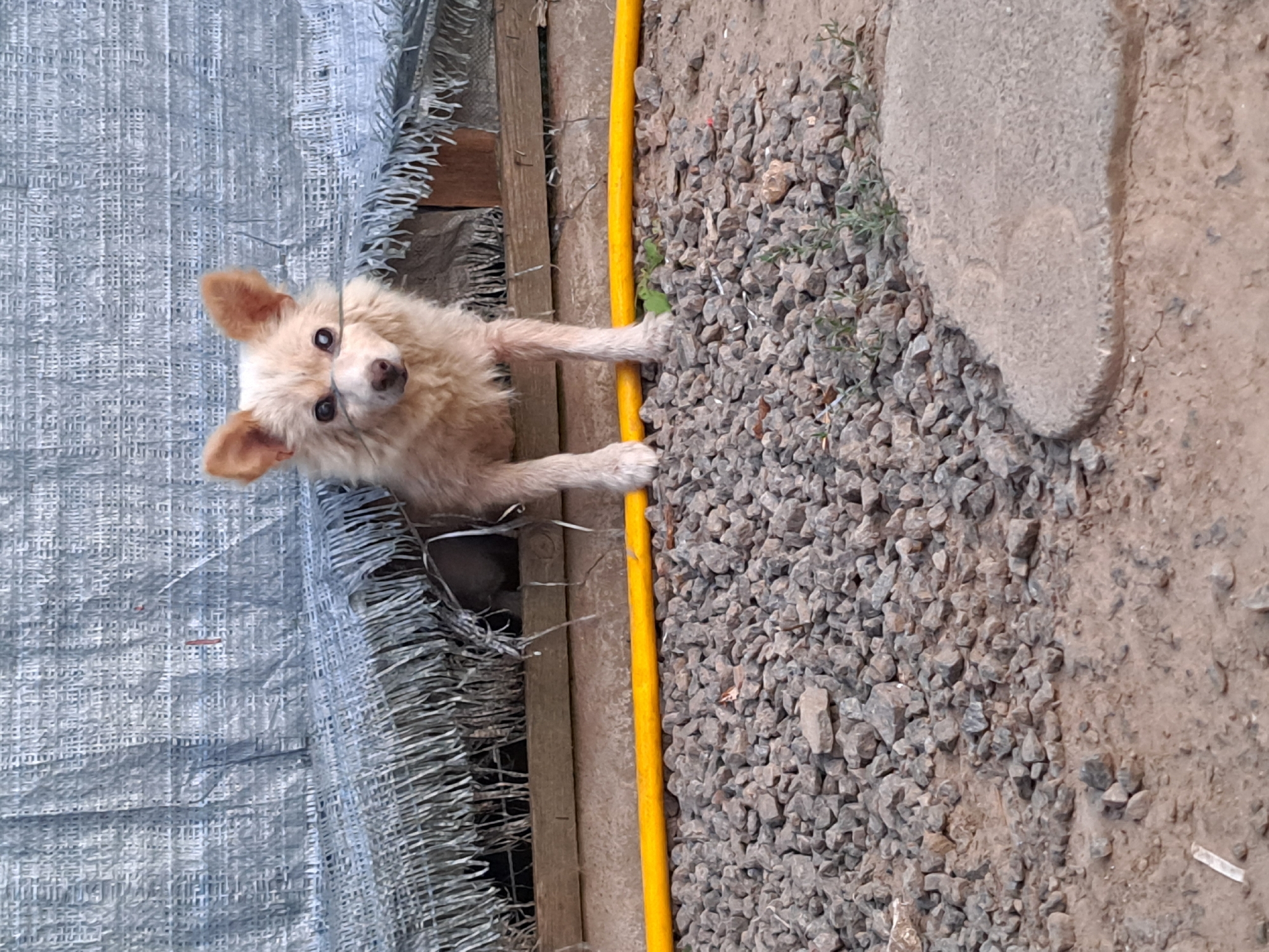 A small, light-colored dog with fluffy fur and pointed ears peers through a gap in a frayed grey tarp, which is stretched taut over a wooden structure. The dog's front paws rest on a surface covered with grey gravel. A yellow hose lies horizontally on the gravel in front of the dog. The background consists of the grey tarp and wooden planks. The ground in the foreground is a mix of dirt and gravel, with a large, irregular concrete slab to the right. The scene appears to be an outdoor area, possibly a backyard or a sheltered space, in Vypasne, Ukraine.