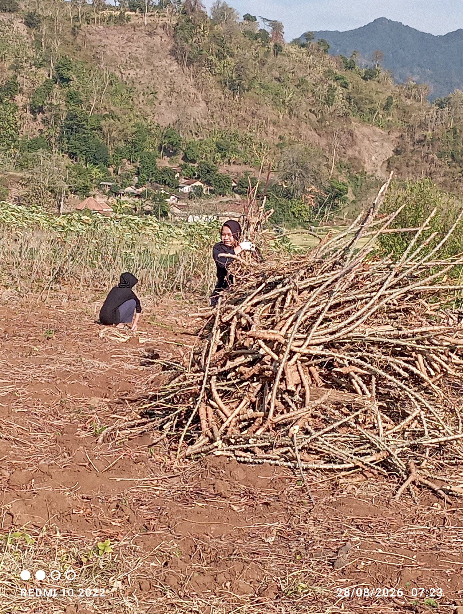 In Gandik, Indonesia, a sunny, rural scene unfolds with two individuals engaged in agricultural activity. The terrain is predominantly brown soil, scattered with dry plant debris and a few green shoots. In the mid-ground, a large pile of dried plant stalks, possibly from harvested cassava, dominates the scene. To the left of the pile, a person wearing a black headscarf and dark clothing crouches, appearing to work with the soil. To the right, a second person, also in dark attire and a headscarf, stands and interacts with the piled stalks, holding some in their hands. In the background, a field of dry, tall plants extends towards a village with several buildings nestled against a hillside. The hillside is covered with trees and vegetation, with a barren, rocky section visible towards the top. Further in the distance, a large, hazy mountain looms under a clear blue sky. The timestamp "28/08/2026 07:23" is visible in the lower right corner, along with "REDMI 10 2022" in the lower left.