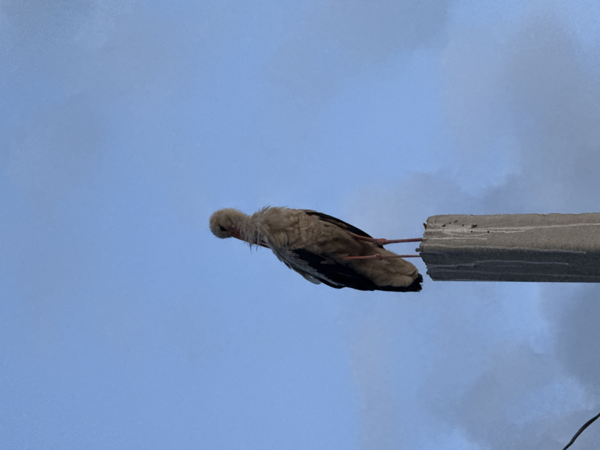 A white stork with black wing feathers stands on top of a concrete pillar against a blue sky with wispy clouds. The stork is facing to the right, with its head turned slightly to the left. Its long, red legs are visible. The concrete pillar is rough and weathered, with streaks of white residue running down its sides. A dark, thin wire is partially visible in the bottom left corner of the image. The scene appears to be outdoors, possibly in a rural or semi-urban area, given the presence of the concrete pillar which could be a utility pole. The location is identified as Troitske, Ukraine.