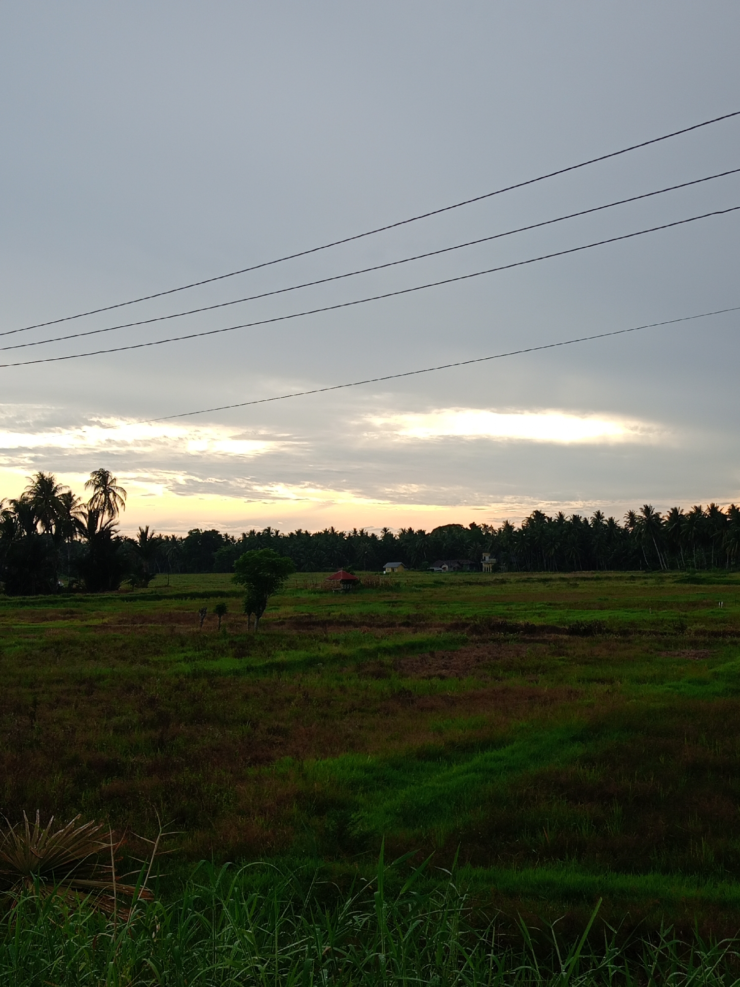 The image depicts a rural scene in Buketteukuh, Indonesia. In the foreground, there's an open grassy field with varying shades of green and brown, suggesting different stages of growth or moisture levels. Taller green vegetation is visible at the very bottom of the frame. Beyond the field is a line of trees, primarily palm trees, silhouetted against a sky with a band of bright light, likely indicating either sunrise or sunset. Several small buildings are partially obscured among the trees. Three telephone wires stretch across the upper portion of the frame. The sky is overcast with a mix of gray and white clouds.