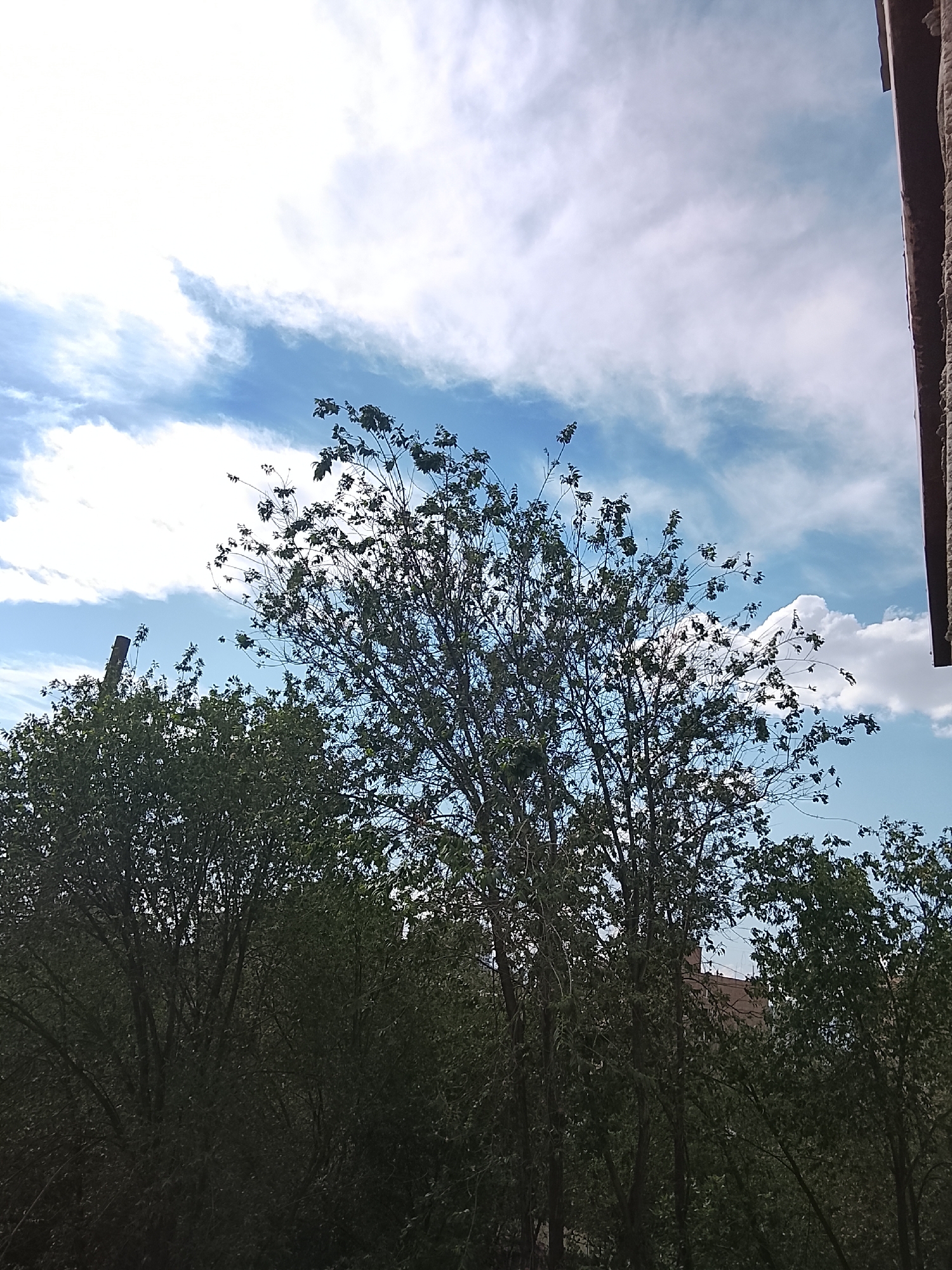 The image presents a daytime outdoor scene in Yerevan, Armenia, characterized by a vibrant sky and dense foliage. The upper half of the frame is dominated by a bright blue sky, scattered with white, wispy clouds that range from diffused cirrus-like formations to more distinct, fluffy cumulus clouds.
In the mid-ground and foreground, several deciduous trees with lush green leaves fill the frame. The central tree features a visible network of branches through its foliage, suggesting a healthy canopy. On the far right edge, a segment of a weathered, brown or reddish-brown building structure, likely a wall or facade, is partially visible. Hint crops further reveal this structure as a building, situated behind some of the trees. A faint, dark, slender vertical object, possibly a pole or distant chimney, is also discernible peeking above the foliage on the left side of the image.
The bright illumination on the clouds indicates it is daytime, likely late morning or early afternoon. The weather appears fair and partly cloudy. No people or visible text are present. The scene conveys a sense of natural tranquility within an implied urban or suburban environment.