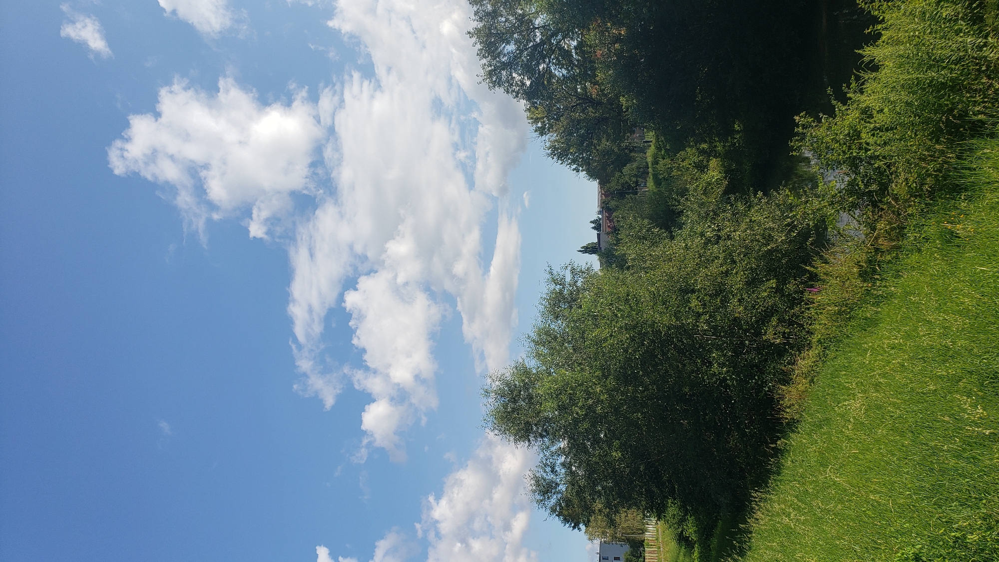 The image depicts a sunlit daytime scene in Prešov, Slovakia, featuring a lush green landscape with a body of water. The foreground is dominated by tall, vibrant green grass on a gentle slope, with some wild flowers visible. Beyond the grass, a dense cluster of trees forms a thick canopy, casting shadows and obscuring the ground beneath. To the right of the trees, a calm body of water is visible, reflecting the sky. The background reveals a mix of natural elements and urban structures. A line of trees continues across the middle ground, behind which are scattered buildings, including what appears to be residential structures and possibly some industrial elements, with distinct rooflines and windows. The sky above is a clear blue, punctuated by scattered white, fluffy cumulus clouds, indicating fair weather. The overall impression is one of a park or natural area within or adjacent to the city.