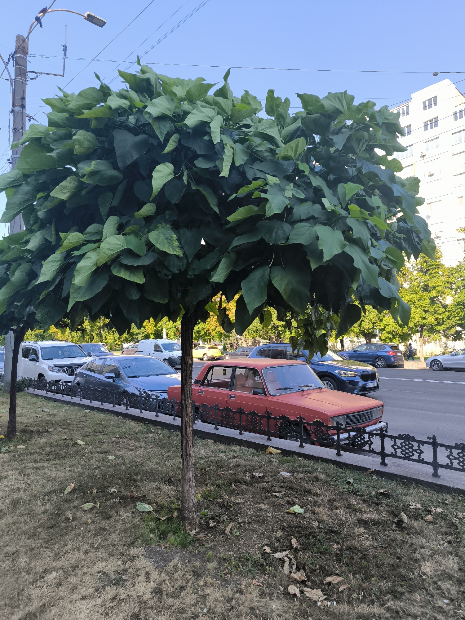 A street scene in Chișinău, Moldova, shows a row of parked cars along a sidewalk bordering a street. A large tree with lush green leaves dominates the foreground, its canopy casting shade over the parked vehicles. The cars visible include a red sedan, a dark blue SUV, a grey sedan, and a white SUV. Behind the cars, a building with multiple windows can be seen. The sky is clear and blue. The ground beside the sidewalk is covered in dry grass and fallen leaves. A lamppost is visible on the left side of the image.