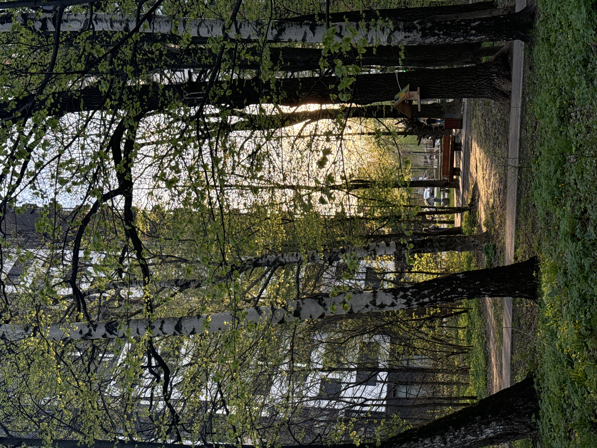 The image depicts a park setting in Khimki, Russia, viewed from a low angle looking down a path lined with trees. Sunlight filters through the trees, creating a bright spot in the distance. On the right side of the path, there is grass and foliage. On the left, the trees are interspersed with glimpses of buildings. Further down the path, benches and figures can be seen in the sunlit area. A birdhouse is visible hanging from one of the trees. Several automobiles are also visible parked in the distance. The image is oriented sideways.