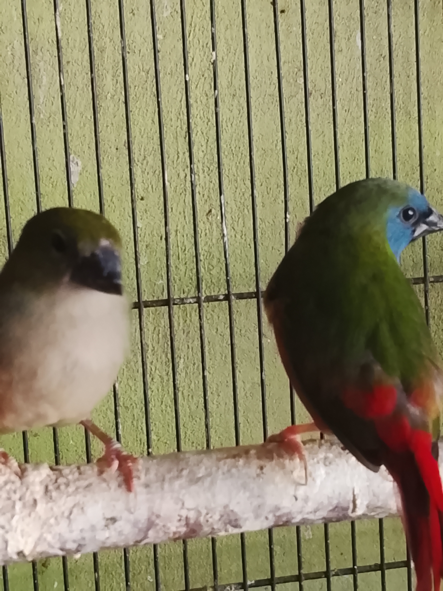 Two birds are perched on a branch in front of a green, slatted background. The bird on the left is mostly light brown with a dark area around its eyes. The bird on the right is predominantly green with a bright blue face and red on its tail feathers. Both birds appear to be in a cage.