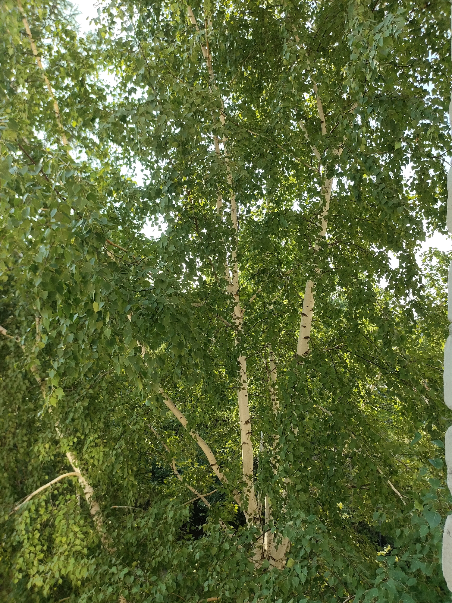 The image shows a cluster of birch trees with white bark and green foliage, viewed from a slightly elevated perspective. Sunlight filters through the leaves, creating dappled patterns of light and shadow. The trees appear to be healthy and in full leaf, suggesting a temperate season. The background is filled with more greenery and some sky. The scene suggests an outdoor environment, likely a park, a yard, or a natural area. The image was taken in the city of Petropavl, Kazakhstan.
