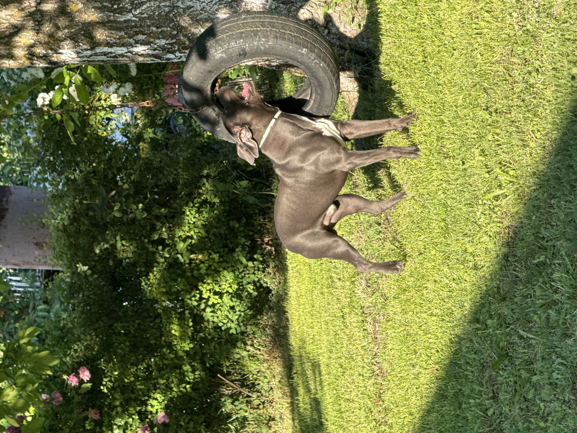 A dark gray dog with white markings on its chest is standing on a lush green lawn in Zornitsa, Bulgaria. The dog is looking upwards and to its right, with its mouth open. In the background, a large tree with a textured bark trunk is visible, from which a worn tire is hanging by a chain. Behind the tree and dog, there are dense green bushes, some with pink flowers, and sunlight filters through the leaves, creating dappled shadows on the grass. The scene appears to be a backyard or park on a sunny day.