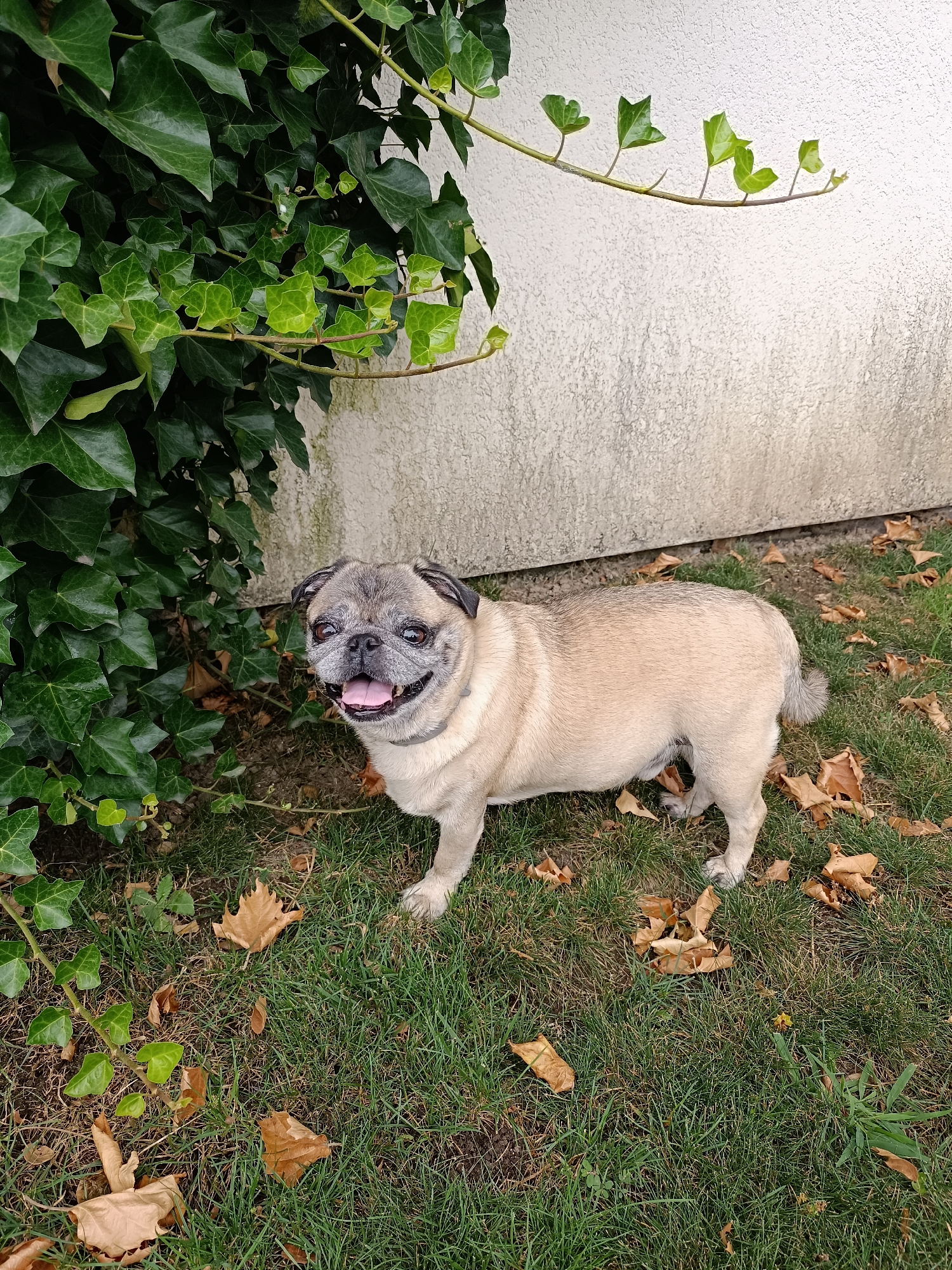 A pug dog with fawn-colored fur stands on a grassy lawn next to a wall covered in ivy. The pug is facing the camera with its mouth open and tongue out, appearing happy. Fallen brown leaves are scattered on the grass around the dog. The wall behind the dog is textured and off-white. A branch of ivy with green leaves extends from the wall towards the top right of the image. The scene appears to be outdoors, likely in a garden or yard, given the grass, leaves, and wall. The lighting suggests it could be daytime, possibly late afternoon due to the warm tones of the leaves. There is no visible text in the image. The location context is Târgu Jiu, Romania.