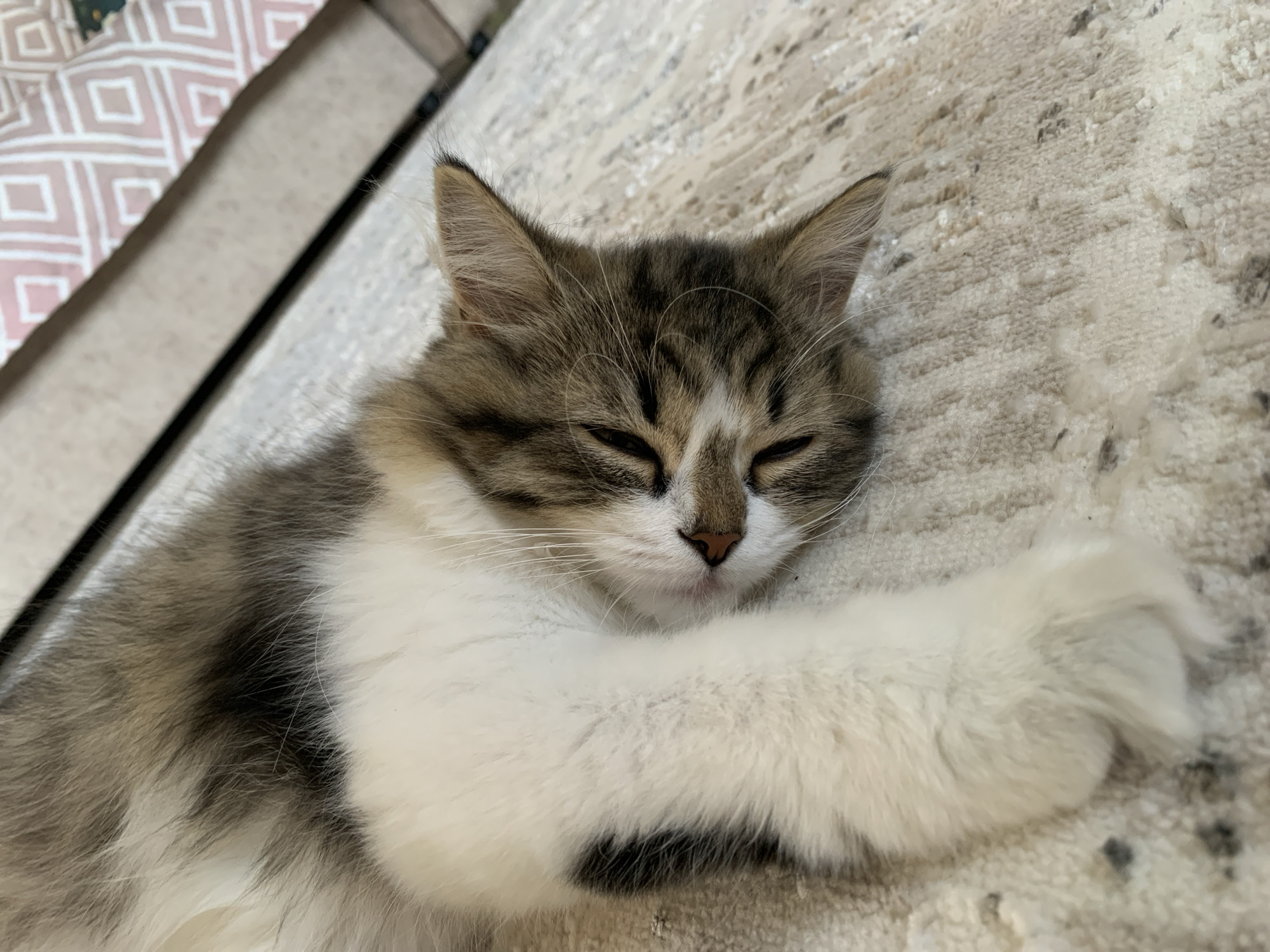 A medium shot shows a long-haired cat sleeping on a neutral-colored rug with a patterned pillow or cushion partially visible in the upper left. The cat is lying on its side with its paws stretched out in front of it. The cat has brown and white fur. The cat’s eyes are closed. The location is Chaikovsky, Russia.