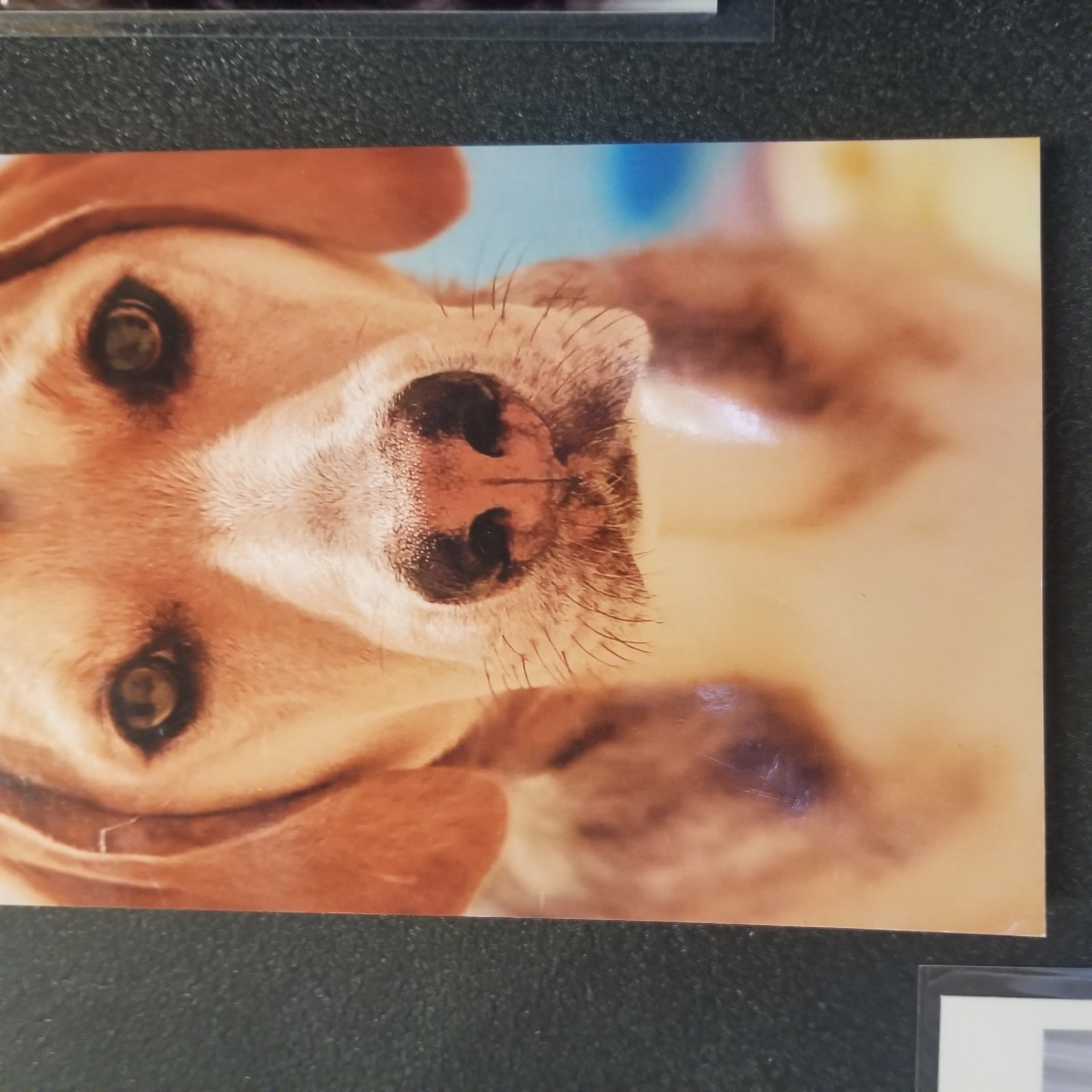 The image is a close-up photograph of a dog's face. The dog appears to be a beagle or a similar breed with brown and white markings. It has large, expressive brown eyes and a wet, black nose with visible whiskers. The background of the photograph is blurred and shows hints of blue and yellow, suggesting an outdoor setting or a colorful backdrop. The photograph is cropped to focus primarily on the dog's head. The image appears to be taken in Virginia Beach, United States of America.