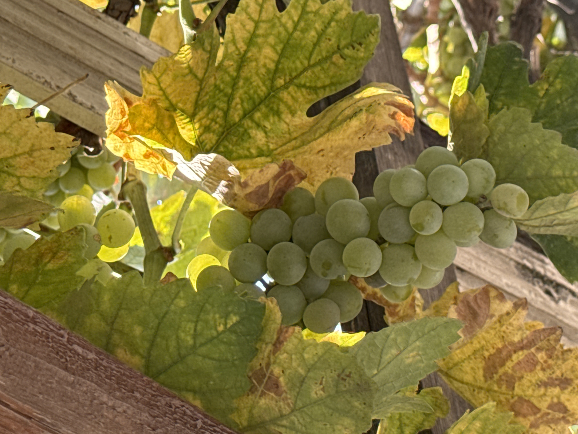 A close-up, low-angle shot captures a cluster of pale green grapes hanging from a vine, interwoven with drying leaves transitioning from green to yellow and brown. The grapes are spherical and tightly packed, with individual fruits visible within the bunch. The leaves exhibit a weathered appearance, with some showing signs of decay and browning at the edges, suggesting the approach of autumn. A weathered wooden structure, possibly a pergola or fence, provides a backdrop and framing for the scene, with its rough texture and warm brown tones. Sunlight filters through the leaves, creating highlights and dappled shadows, adding depth and a sense of natural illumination. The overall impression is one of ripening fruit on the vine, set against a backdrop of rustic, natural elements. The image does not contain any people or provide any specific information about its location within Gebze, Turkey.