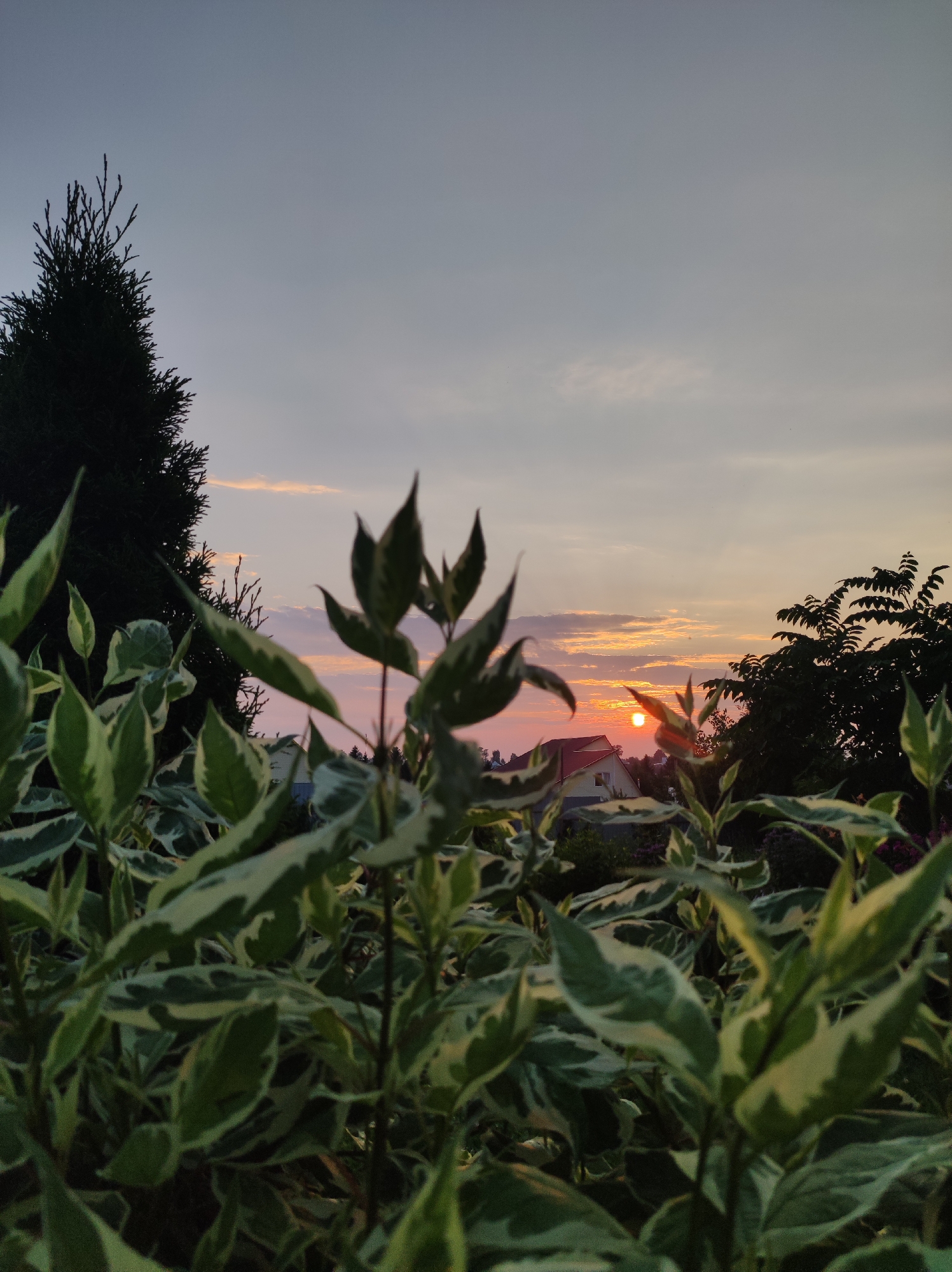 The image depicts a sunset over a residential area in the city of Fokino, Russia. In the foreground, out-of-focus green and variegated leaves of a plant dominate the lower half of the frame. Behind the foliage, a dark silhouette of a coniferous tree is visible on the left, and other trees with dark foliage are present on the right. In the middle ground, several houses with red roofs are partially visible, nestled amongst the trees. The setting sun, a small orange disc, is positioned slightly left of center, casting warm light on the sky and clouds. The sky transitions from a pale blue at the top to warmer hues of orange and pink near the horizon, with thin clouds streaking across. The overall scene conveys a peaceful evening atmosphere in a suburban or rural setting.