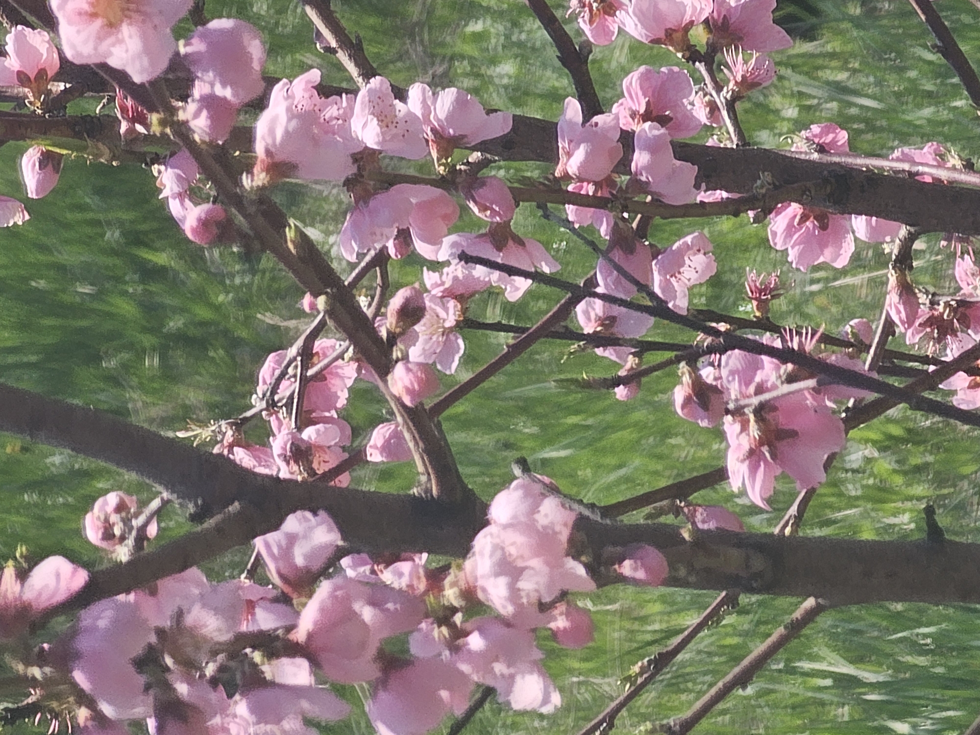 The image shows blooming pink flowers on tree branches. The background appears to be green, likely foliage or grass. The location is specified as Rainovtsi, Bulgaria, though there are no specific landmarks in the image to confirm this location.