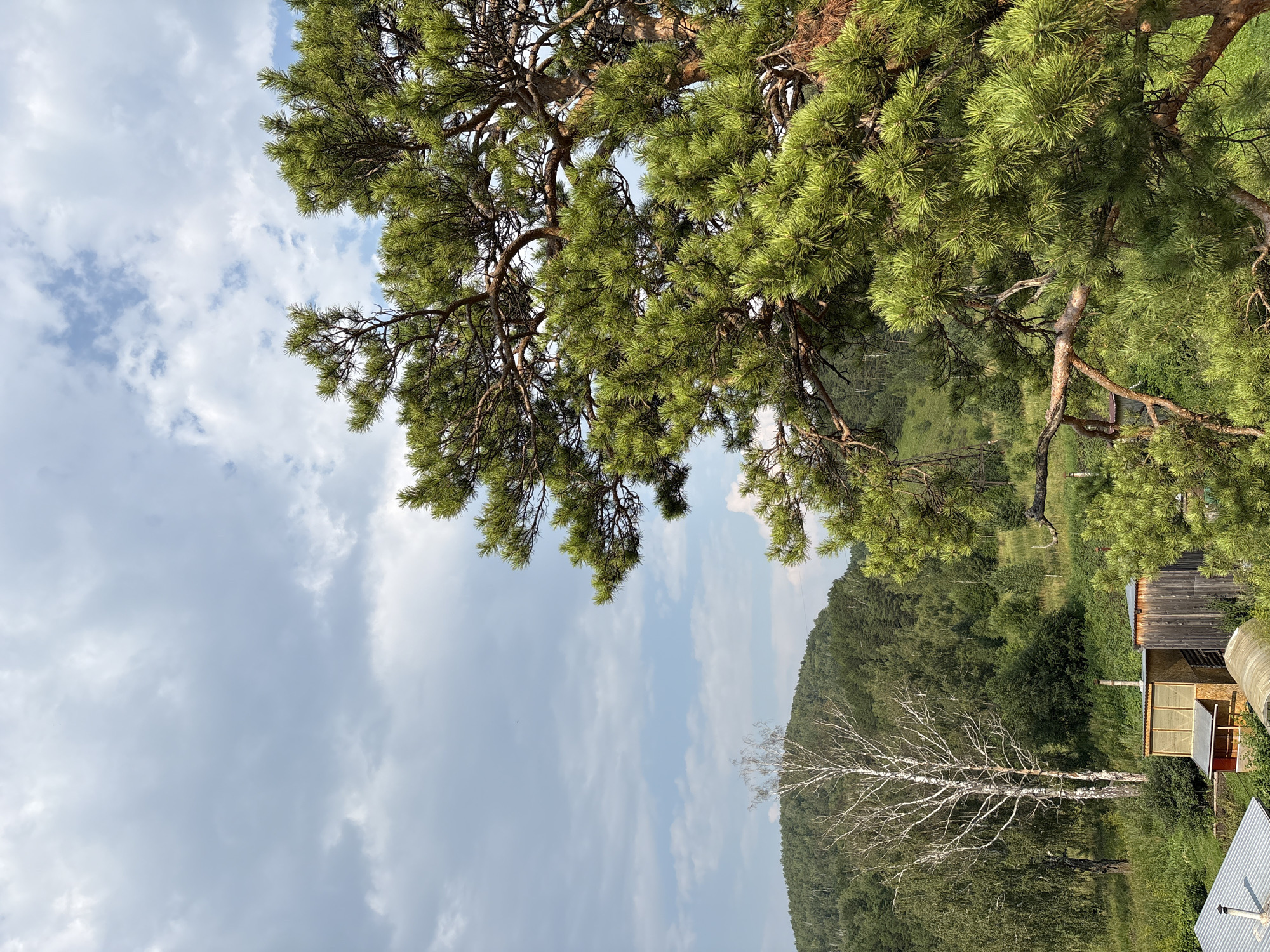 An eye-level, medium outdoor shot captures a lush, green landscape under a partially cloudy sky. In the foreground, a large pine tree dominates the right side of the frame, its branches heavy with needles. To the left, a slender, white birch tree stands starkly against a backdrop of rolling, tree-covered hills. Nestled among the trees in the middle ground are two small, rustic wooden structures. One appears to be a shed with a peaked roof, and the other a longer, vertical structure with a weathered facade. A glimpse of a greenhouse or tunnel-like structure is visible between them. The overall scene conveys a sense of natural beauty and rural tranquility.