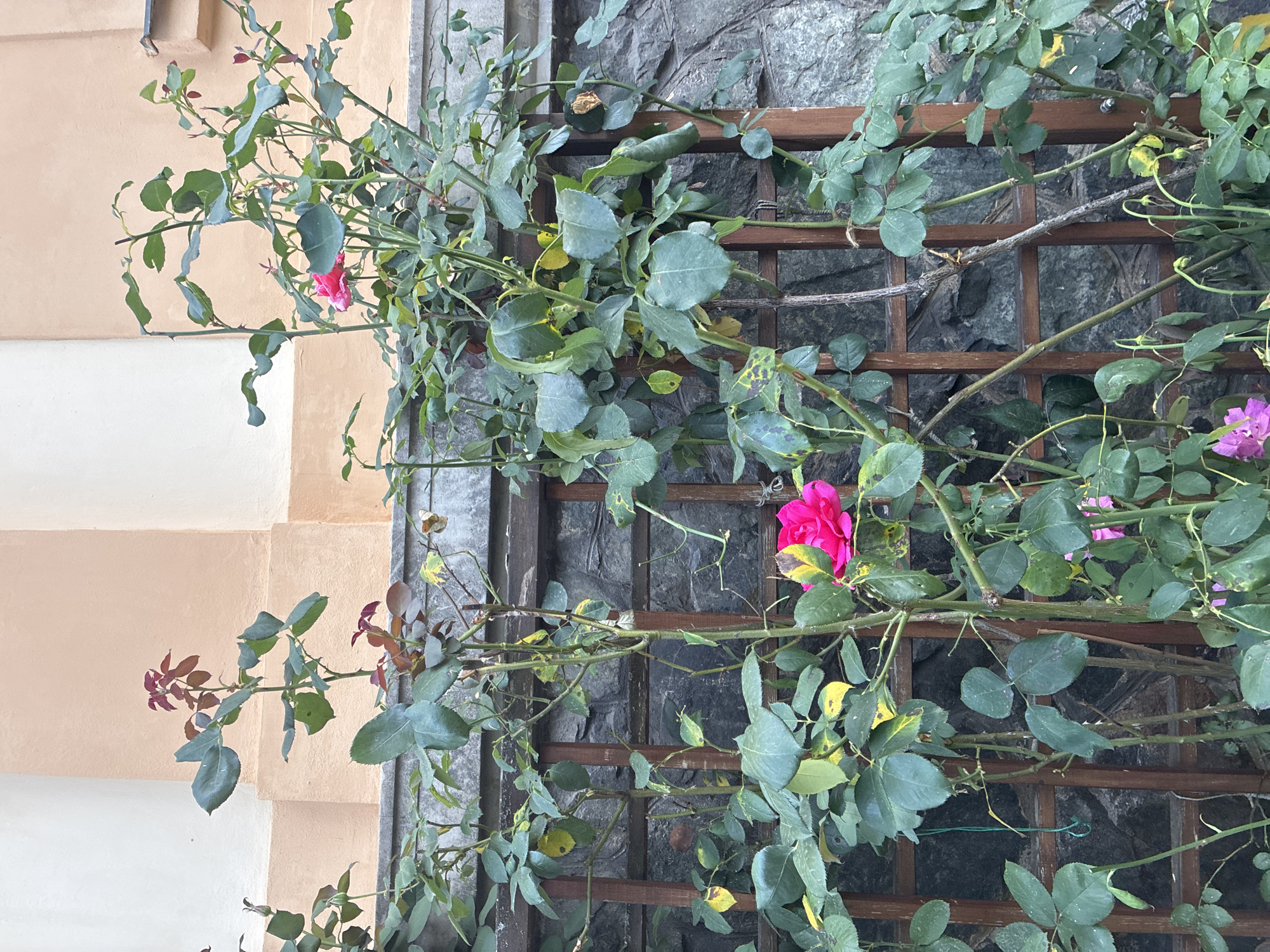 This image, taken in Prague, Czechia, depicts a climbing rose bush against a stone wall and a peach-colored building. The rose bush is supported by a wooden trellis. The rose bush has numerous green leaves, some showing signs of yellowing. Two bright pink roses are visible, one fully bloomed in the lower left quadrant, and another partially bloomed higher up and to the right. There are also several small, unopened rose buds. The stone wall behind the trellis is textured and grey. The building facade above the stone wall is a light peach color with white architectural details. The overall scene suggests an outdoor setting, likely a garden or courtyard.