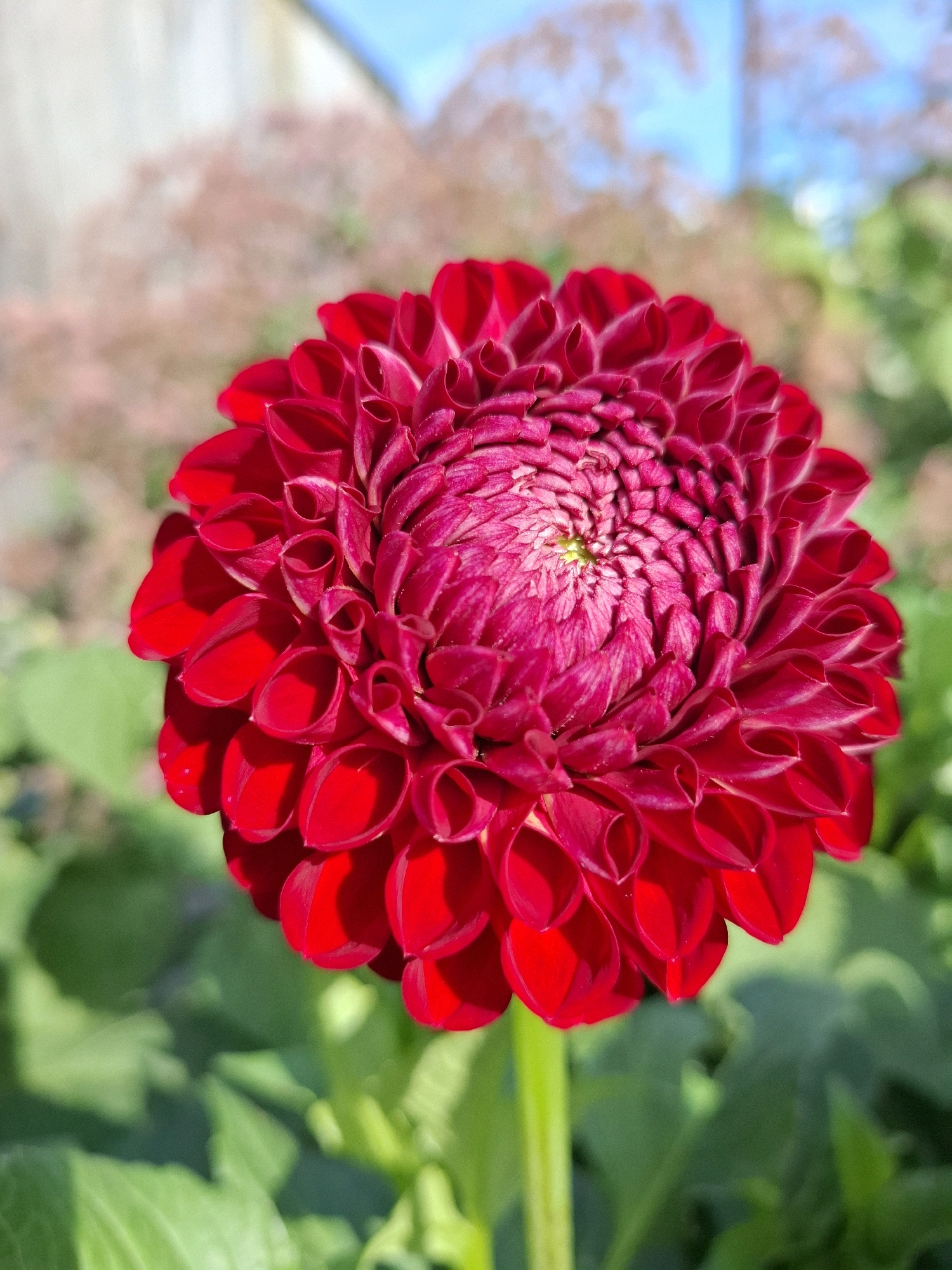 A close-up, vertical shot captures a vibrant red dahlia flower in full bloom against a softly blurred background of greenery and a hazy sky. The dahlia's intricate petals, tightly packed and spiraling towards the center, display a rich gradient of crimson and deep pink, with subtle white accents along their edges. The flower is positioned slightly off-center, drawing the viewer's eye to its delicate details. A thin green stem supports the bloom, and out-of-focus green leaves create a natural setting. The background consists of more blurred foliage in shades of green and hints of pink from other distant plants. The sky above is a pale, washed-out blue, indicating a bright, possibly sunny day. No people or man-made structures are clearly visible within the frame, suggesting this is a natural or cultivated garden setting. The image does not contain any information that would allow for its specific location within the city of Tyumen, Russia.
