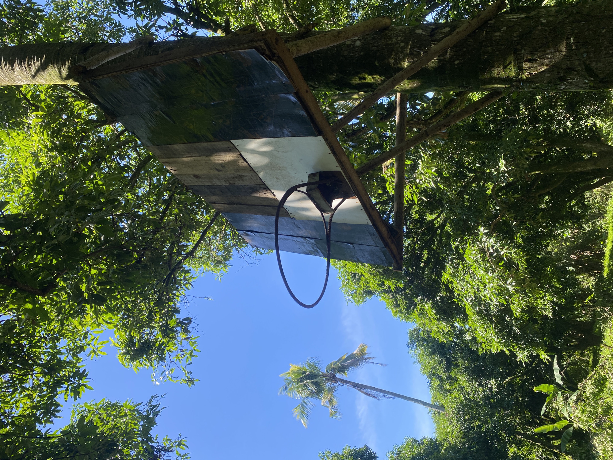 The image depicts an outdoor basketball hoop attached to a large tree. The hoop is made of metal and the backboard appears to be constructed from weathered wooden planks, some of which are painted white and dark green. The tree is thick and rough-barked, with moss growing on its surface. Surrounding the tree and hoop is lush green foliage, suggesting a natural, possibly rural or park-like setting. In the background, a tall palm tree is visible against a clear blue sky. This scene is consistent with informal outdoor recreation areas found in places like Davao City, Philippines, where trees are common and backyard or community basketball hoops are often improvised.
