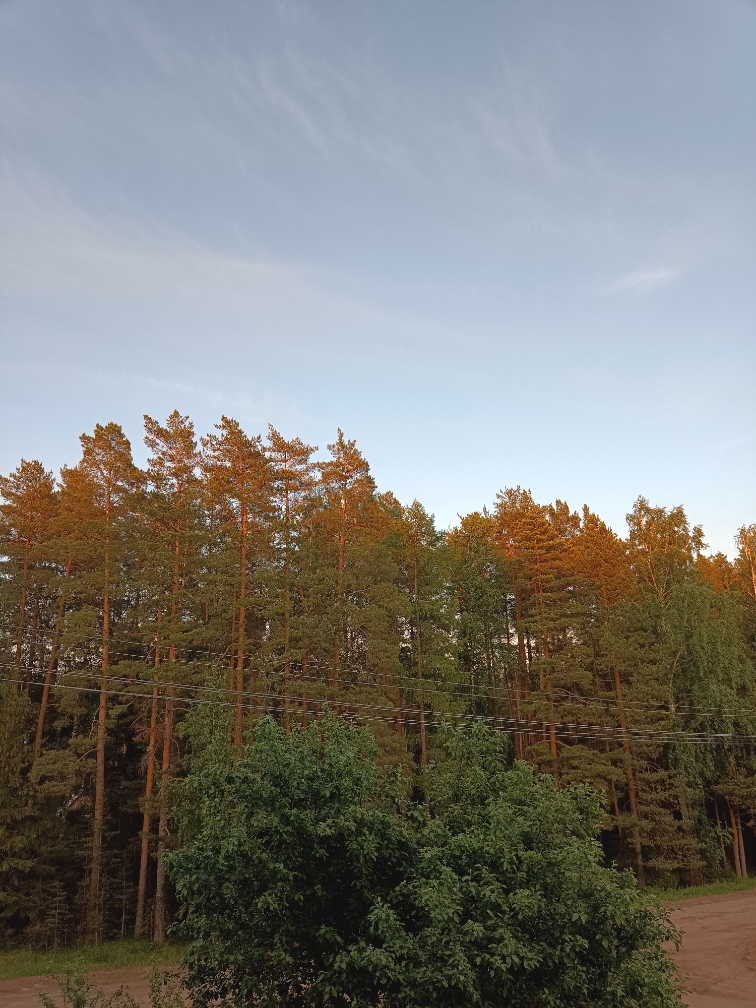 The image presents a tranquil, natural landscape at the edge of a forest in Noviy, Russia. The scene is dominated by a dense stand of tall pine trees, their upper portions and trunks warmly illuminated by the golden light of what appears to be either late afternoon or early morning, indicative of golden hour. This low-angle sunlight casts an orange glow on the sun-kissed foliage and bark, while the lower parts of the trees remain in shadow, displaying a darker green.
Above the tree line, the sky is a clear, pale blue, featuring subtle, wispy cirrus clouds that stretch gently across the frame, suggesting calm and fair weather conditions. Among the numerous pine trees, some lighter green deciduous trees, likely birch, are also visible, particularly towards the right side of the frame.
Several utility wires or power lines run horizontally across the middle of the image, positioned above the lower foliage but below the main canopy of the taller pines, suggesting the presence of infrastructure near the forest. In the foreground, dense green bushes with broad leaves are prominent, partially obscuring a reddish-brown dirt road or path visible on the right. There are no people, animals, or specific activities depicted. No text is visible within the image. The overall impression is one of natural beauty and peaceful solitude at the forest's edge.