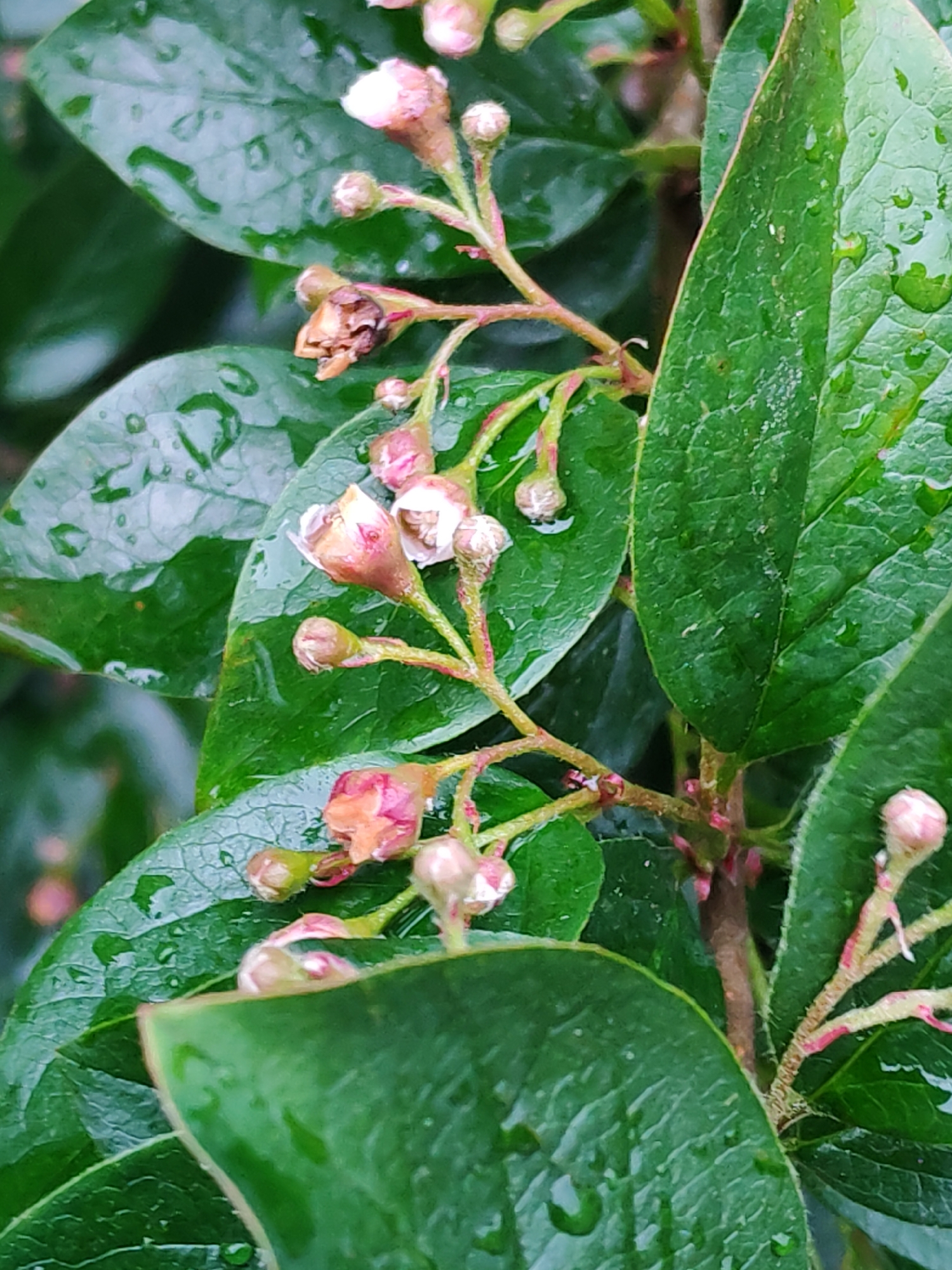 The image shows a close-up of a Cotoneaster plant, likely in an outdoor setting, possibly in a garden or park within a city. The location is unknown, but the presence of the plant itself doesn't particularly restrict the location to any specific area.
The plant features green, ovate leaves with visible water droplets, indicating recent rainfall or watering. Emerging from among the leaves are small branches bearing flower buds and a few partially opened flowers. The buds are pinkish-white, and some appear slightly damaged or dried. The branches are thin and red, contrasting with the green of the leaves. The leaves have visible veins, adding texture to the image. The overall impression is one of a healthy plant, though affected by recent rain and with some aging or decaying buds.