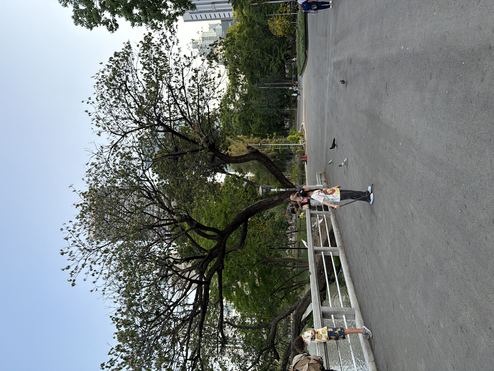 Here's a detailed description of the image:
**Location:** A park in Bangkok, Thailand.
**Scene Overview:** The photograph captures a park setting with a large tree dominating the left side of the frame. A paved pathway extends across the scene, with a metal railing separating the path from a body of water.
**People:** Two people are visible on the pathway near the railing. An adult stands holding a stick or pole, while a child is near the railing. Other people are visible in the background along the pathway, appearing smaller and further away.
**Subjects/Objects:** The primary subject is the large tree with thick branches that stretch across the frame. Other notable objects include the metal railing, the paved pathway, and several pigeons. The background features trees, buildings (including a high-rise), and park elements.
**Actions/Interactions:** The adult appears to be interacting with the environment, possibly using the stick to reach something in the water. The child is standing near the railing. The pigeons are scattered on the pathway.
**Environment:** The environment appears to be a well-maintained park with paved paths and green spaces. The lighting suggests it is daytime.