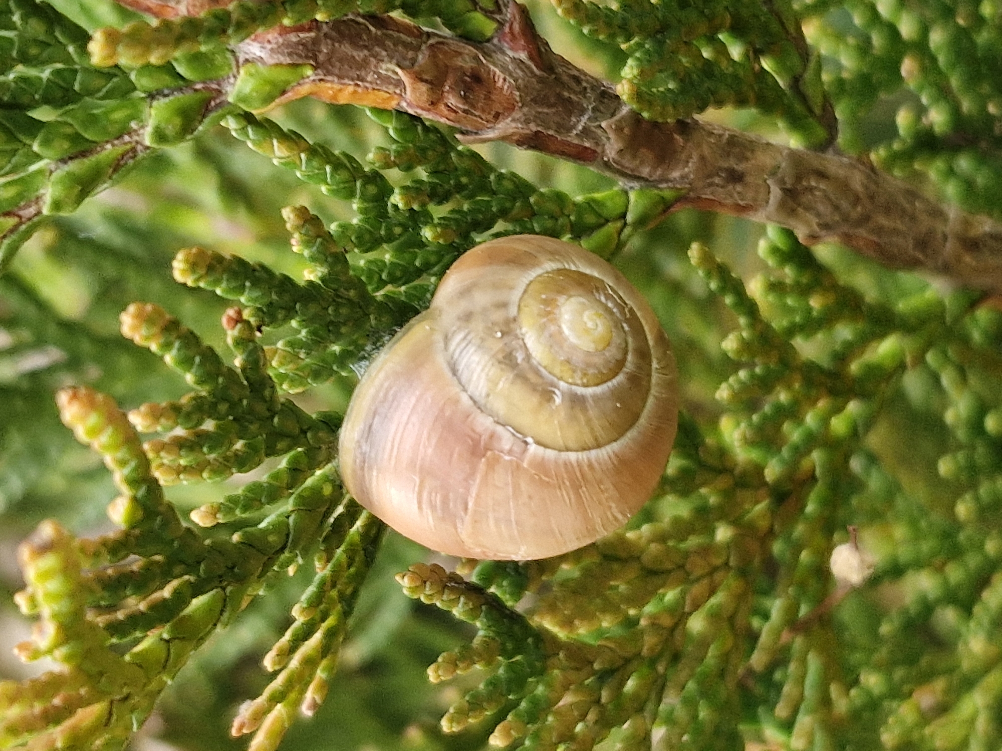 The image shows a close-up view of a small, light brown snail shell with visible spiral markings, resting on the green, needle-like foliage of a conifer tree. The background is blurred, indicating a shallow depth of field, with shades of green and some brown from the tree's bark. The lighting appears natural, with soft highlights on the snail shell and foliage. No people or buildings are visible. The scene is natural and appears to be outdoors. The location in Klaipėda, Lithuania cannot be determined from the image alone.