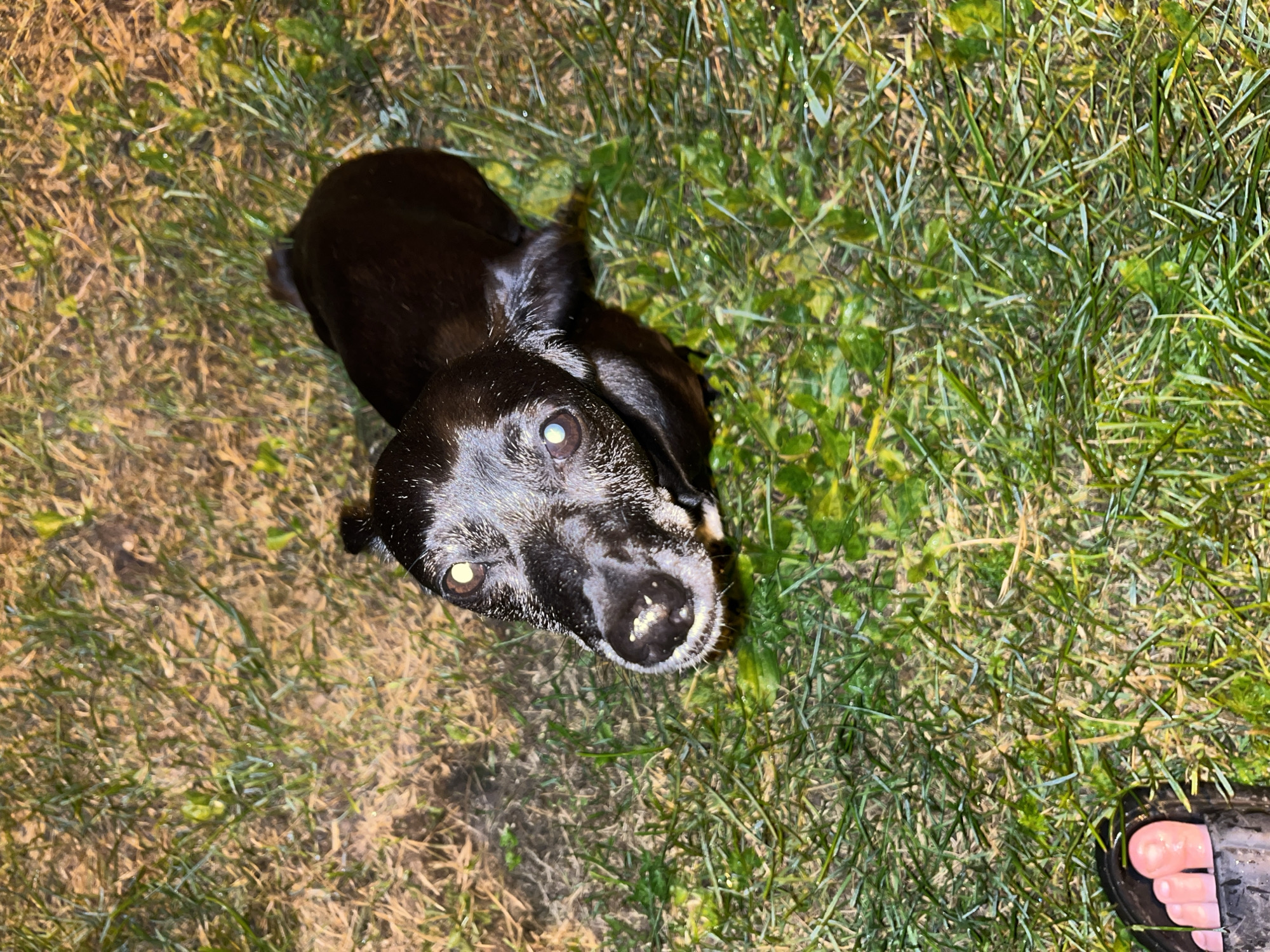 A black dog with white muzzle hair and light-colored eyes is lying on the grass. The dog's body is mostly black, with some graying around its muzzle and eyes. It is looking up towards the camera with an alert expression. The grass appears to be wet and matted, possibly from recent rain. In the lower left corner of the image, a person's foot is visible wearing a black sandal, suggesting the photo was taken outdoors. The lighting appears to be artificial, creating strong shadows and highlighting the dog's features. The background consists of more grass and some patchy soil. The scene is set outdoors, likely in a park or yard. The location in Nizhny Tagil, Russia, cannot be determined from the visual information provided.