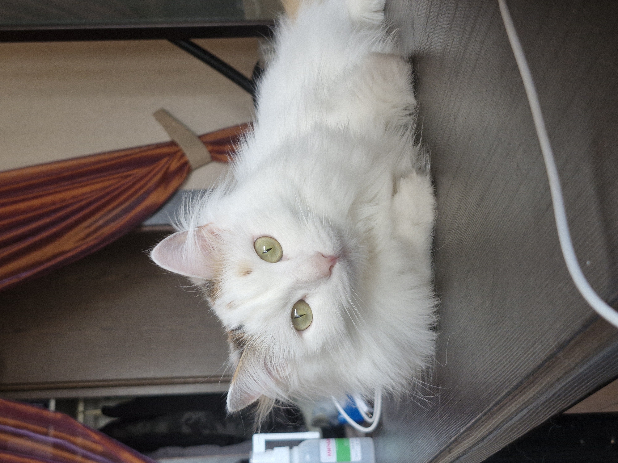 A close-up, slightly tilted shot of a white, fluffy cat with green eyes. The cat is lying on a grey surface. In the background, there is a fan and orange curtains. Near the cat, there is a bottle of medication. The location is not discernible from the image. The photo was likely taken indoors. No people are visible. The cat is the primary subject.