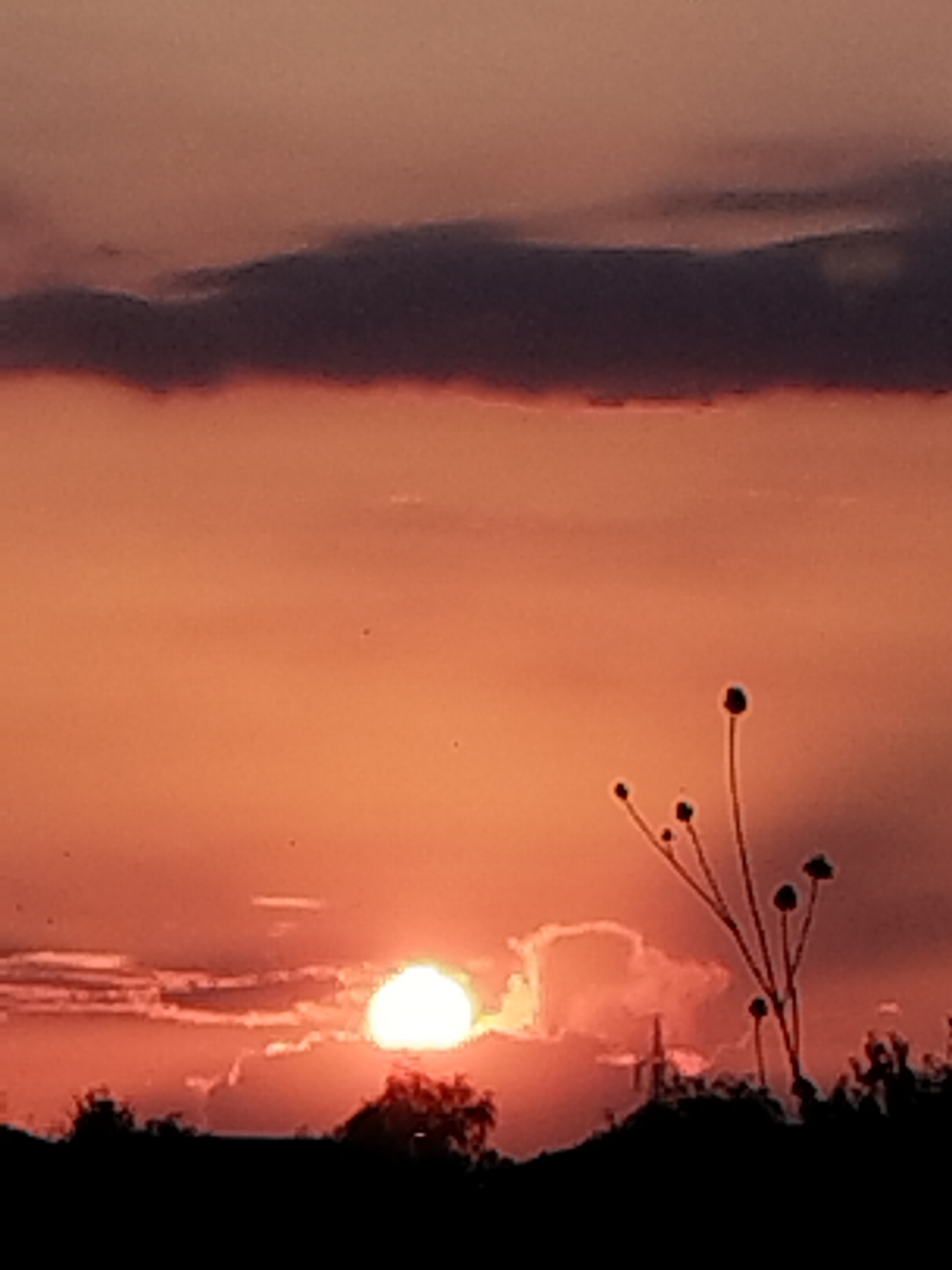 The image depicts a silhouetted landscape at sunset, likely in the city of Vidra, Romania, given the context. The sky is a vibrant gradient of orange and red, with darker clouds forming a band across the upper portion of the frame. The sun, a bright white orb, is visible low on the horizon, partially obscured by thin clouds. In the foreground, the dark silhouettes of trees and vegetation create a stark contrast against the illuminated sky. A few thin, dark branches with small, round tips are prominently featured on the right side of the image, adding a delicate detail to the scene. The overall atmosphere is serene and picturesque, characteristic of a rural sunset.