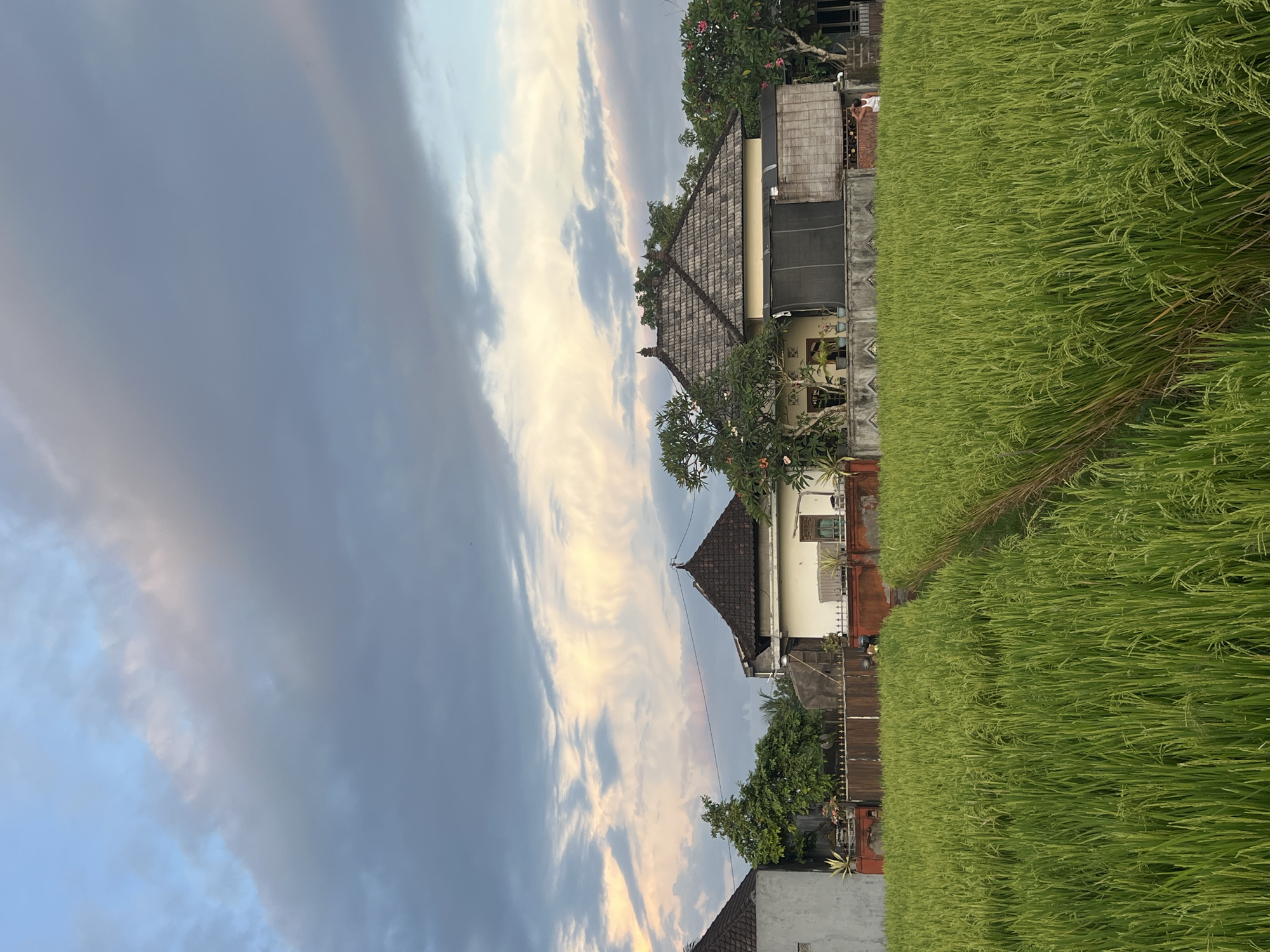 The image captures a serene rural landscape, indicative of Sukawati, Indonesia, during either dawn or dusk. A sprawling, vibrant green rice paddy field occupies the foreground and midground, showcasing healthy plants, many appearing to be in an early stage of grain development. Bordering the field are several traditional Balinese-style houses, characterized by their pitched roofs covered with dark, overlapping tiles and light-colored walls. Lush tropical vegetation, including flowering trees with pink blossoms, densely surrounds these dwellings, integrating them into the natural environment.
The upper portion of the image features a dynamic sky. It presents a striking contrast between expansive, dark grey, almost stormy-looking clouds and lighter, wispy formations streaked with soft hues of golden-yellow, pink, and light blue, illuminated by the low-lying sun. This interplay of light and shadow on the clouds strongly suggests either sunrise or sunset.
While no major event is unfolding, subtle human presence is noted. In closer views, a person dressed in white or light-colored attire is visible standing near one of the houses, observing the rice paddies. Another detail reveals a person on a motorcycle, navigating a path that runs alongside the field and houses. The overall scene exudes a peaceful and contemplative ambiance, highlighting the harmonious coexistence of human habitation and agricultural land. No discernible text is visible within the image.