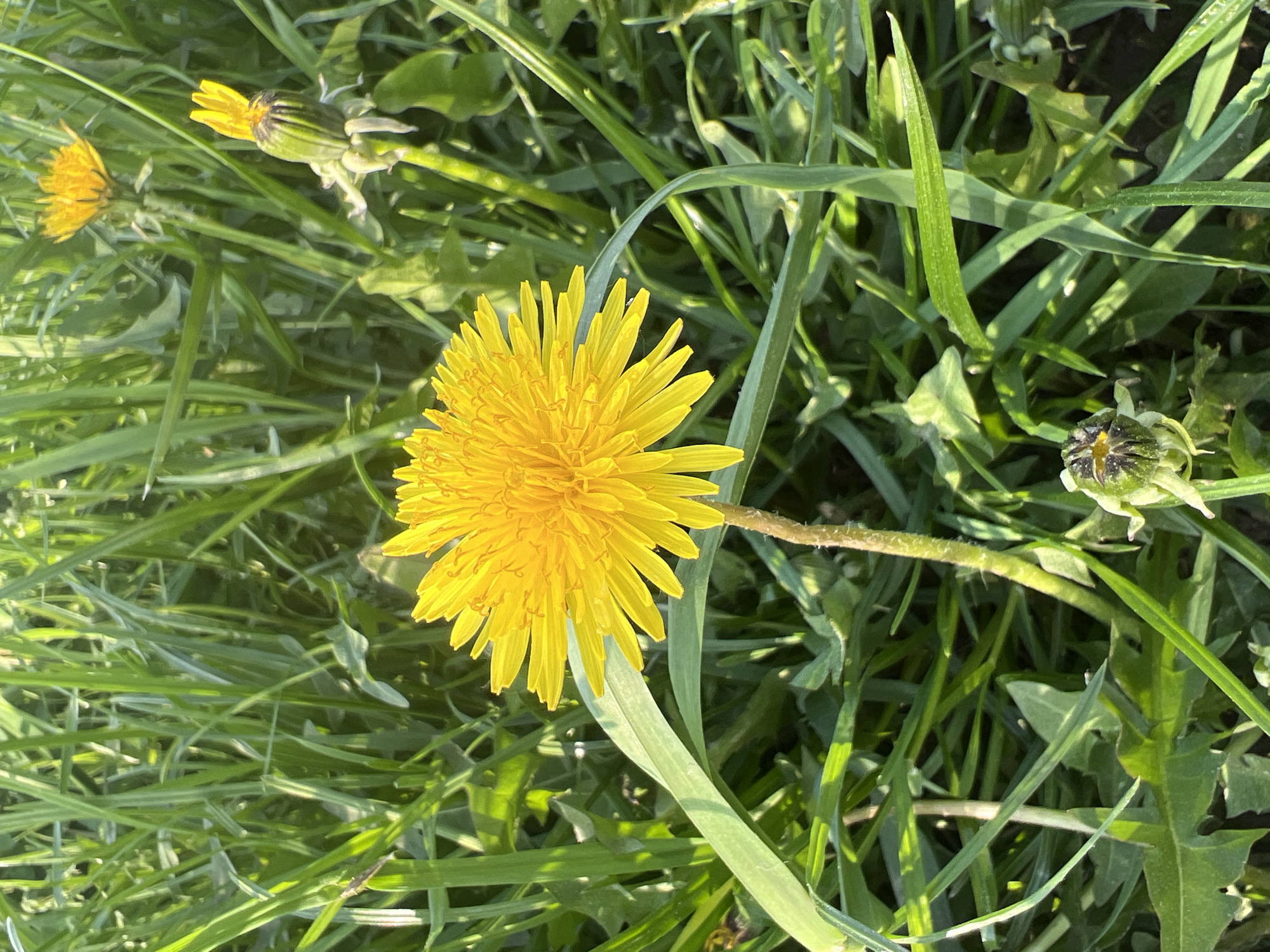 The image shows a close-up of a bright yellow dandelion flower in a field of green grass. Two other dandelions are partially visible in the background: one is a closed bud, and the other appears to be in the process of opening. The grass is a mix of blades and broad leaves. The location is stated as Chaikovsky, Russia, though this detail is not directly discernible from the image.