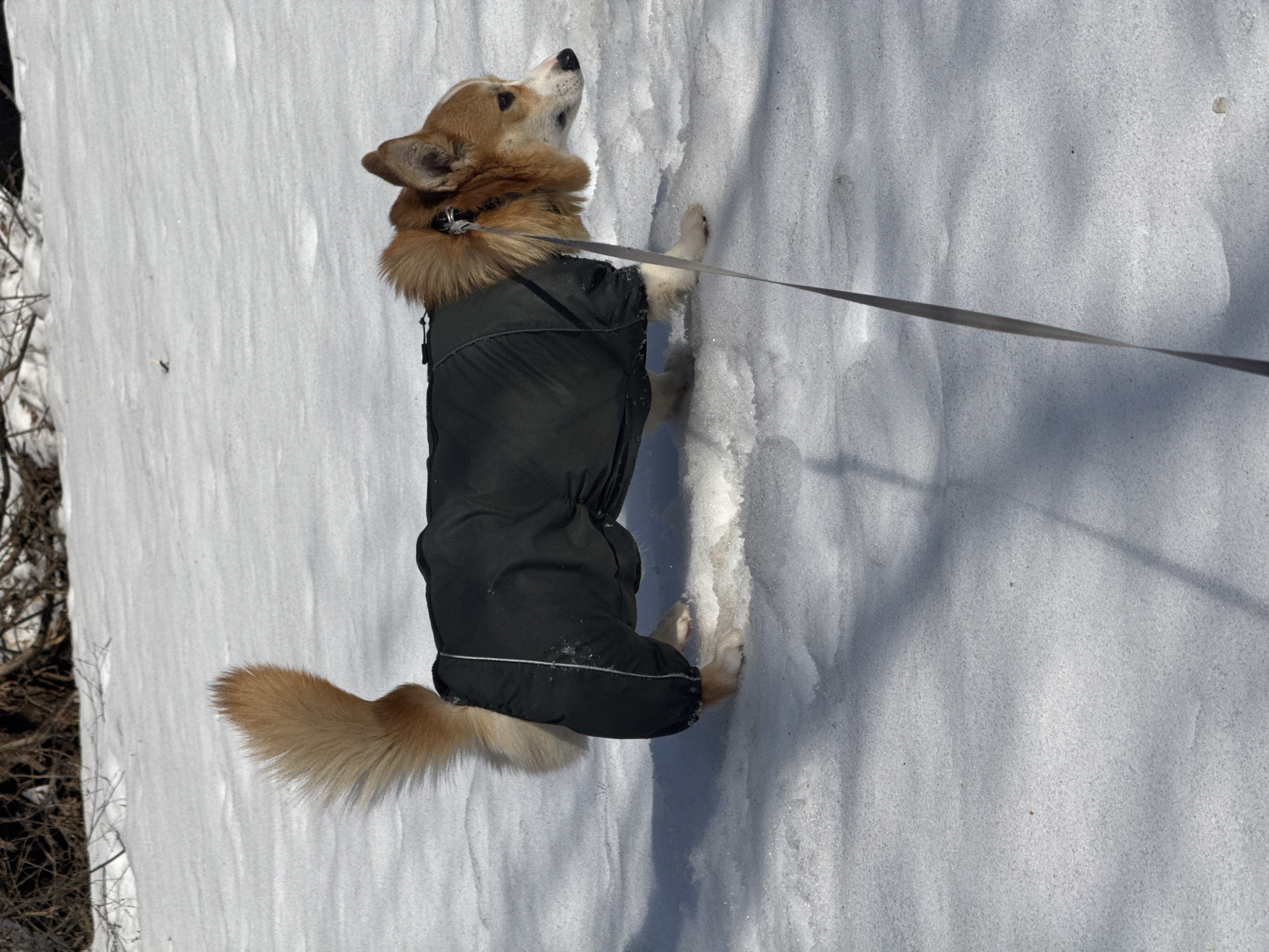 A medium-sized, tan and white Welsh corgi, wearing a black, full-body dog suit with a reflective trim, stands on a snow-covered surface on a leash. The dog is looking up and slightly to the left. The background includes shadows on the snow and dark vegetation. While specific details of Votkinsk, Russia are not discernible from the image, the scene suggests a snowy outdoor environment, potentially a park or wooded area.