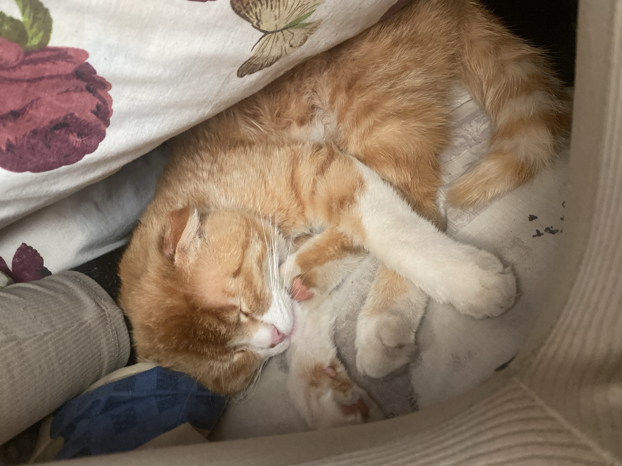 An orange and white cat is sleeping in a confined space under floral-patterned fabric. The cat is curled up, with its paws visible and its tail curled around its body. The cat's eyes are closed and its face is relaxed. The background consists of soft bedding or clothing. Location is unknown, but no features suggest it is Pakhynia, Ukraine.