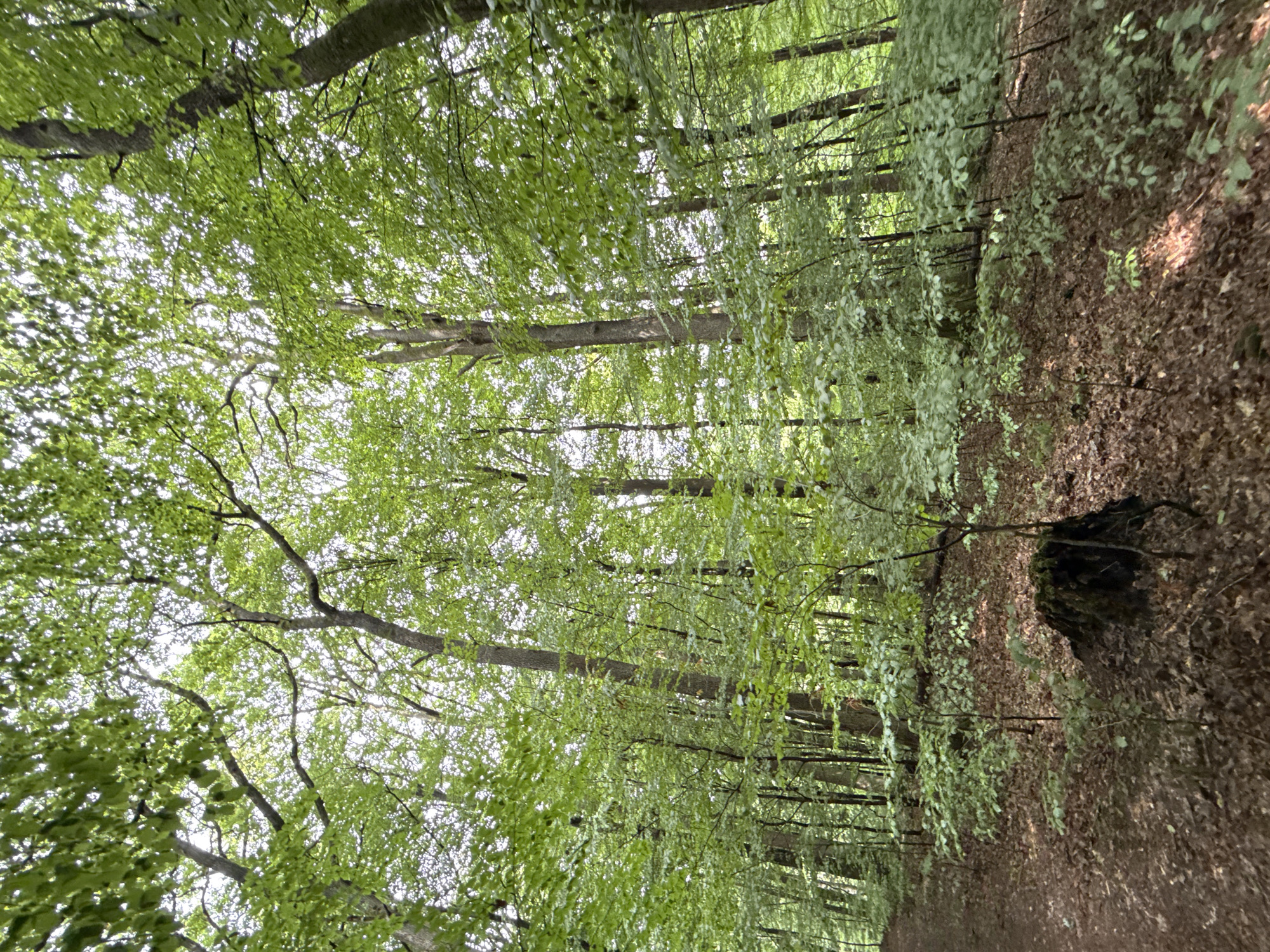 The image depicts a dense forest with tall trees and lush green foliage. A dirt path winds through the left side of the scene. The forest floor is covered with fallen leaves and some small plants. In the foreground, on the right, is a dark, moss-covered tree stump. The lighting suggests it is daytime, with sunlight filtering through the canopy. The image appears to be taken in the Harz Mountains region, likely within the vicinity of Bad Sachsa, Germany, a town known for its forests and natural beauty. There are no people or animals visible in the image.
