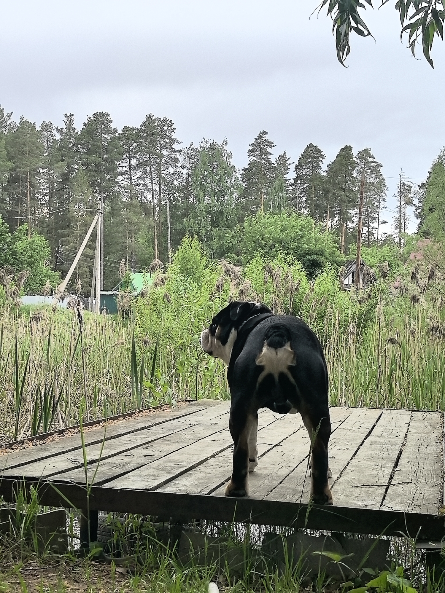 A black and white bulldog stands on a weathered wooden platform, its back to the viewer. The setting is Noviy, Russia, evidenced by the region's typical vegetation and architecture. The platform overlooks a marshy area filled with tall reeds and dense green foliage. In the background, a forest of pine and deciduous trees stretches towards a gray, overcast sky. A power line structure is visible among the trees, along with glimpses of residential structures with green roofs. The ground below the platform is covered with green grass and weeds.