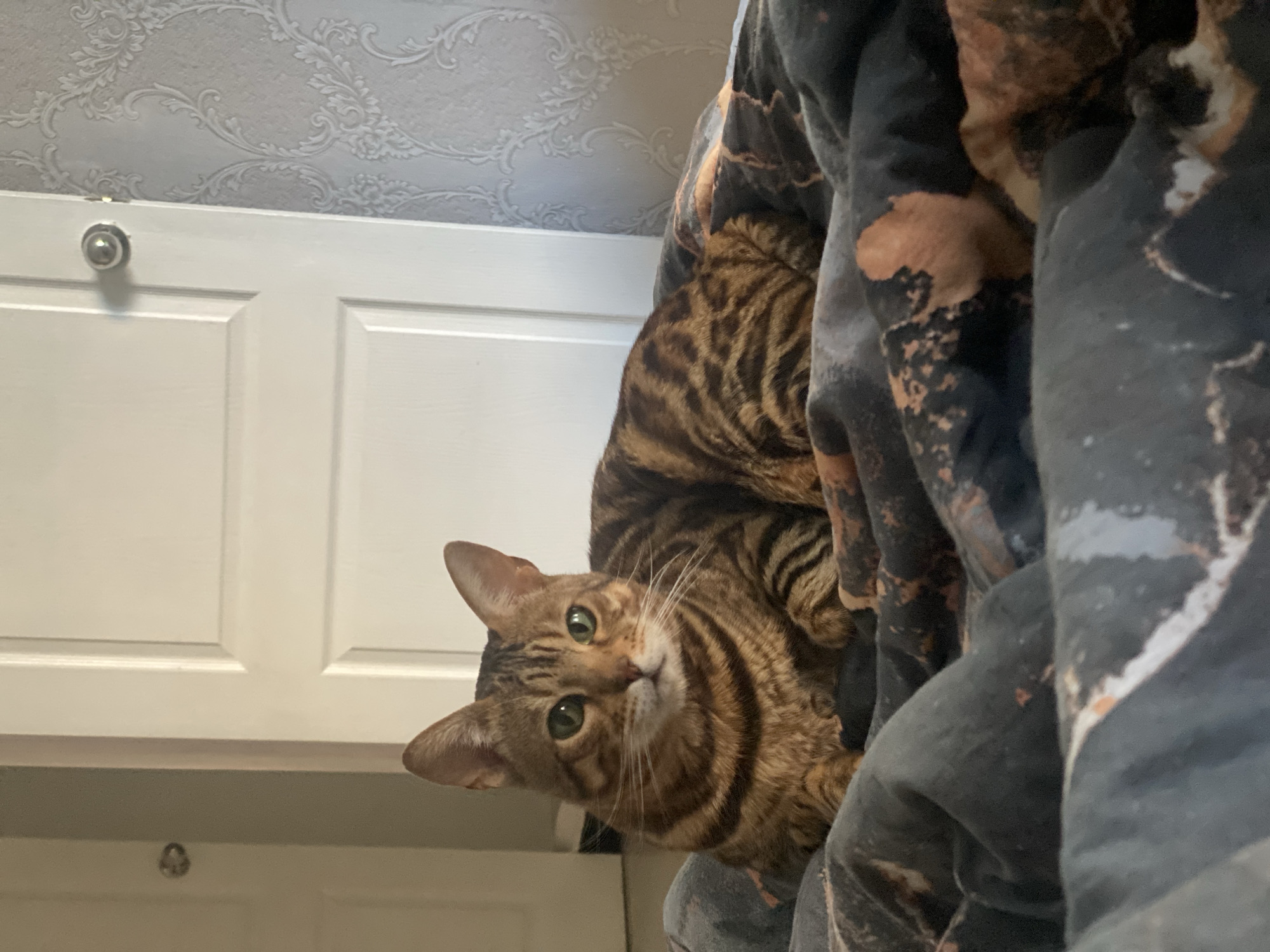 A close-up photograph depicts a brown tabby cat, seemingly nestled in dark-colored, tie-dye patterned fabric, likely a blanket or clothing. The cat has green eyes and faces towards the camera. In the background, there is a white, paneled door and a light-colored wall with a patterned design. The location is not discernible based on the visual information in this image.