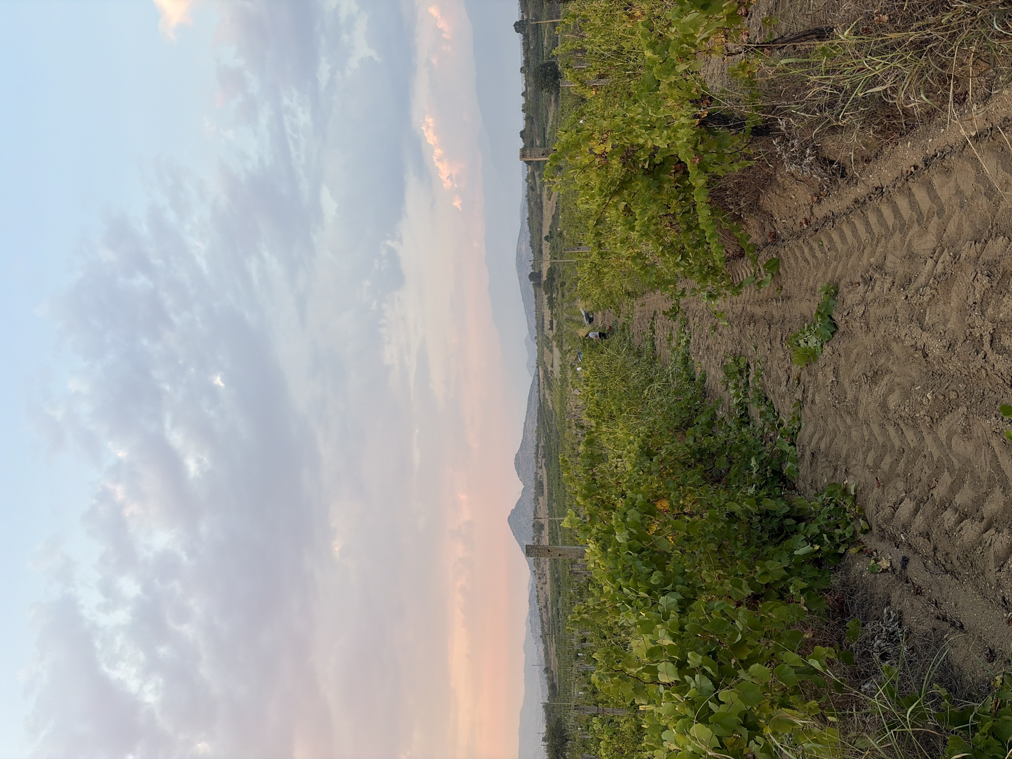 This image depicts a vineyard in Razhdak, Bulgaria, during what appears to be late afternoon or early evening. The foreground is dominated by rows of vibrant green grapevines, lush with leaves, and a dusty dirt path marked with prominent tire tracks. Some of the grapevines are laden with what appear to be grapes, some of which are tinged with yellow and orange. The path recedes into the distance, lined by more vines. In the middle ground, several figures, likely vineyard workers, are engaged in activity amongst the vines. One figure is bent over, possibly harvesting. In the background, rolling hills, sparsely vegetated with dry grasses and scattered trees, rise towards a hazy horizon. Two distinctive, conical hills stand out against the landscape. The sky above is a blend of soft blues and pale pinks, with scattered, wispy clouds tinged with sunset hues. A solitary, weathered stone pillar stands to the left of the central path, and a small, rustic stone structure is visible further in the background on the right. The overall impression is one of agrarian work set against a picturesque, natural backdrop as daylight fades.